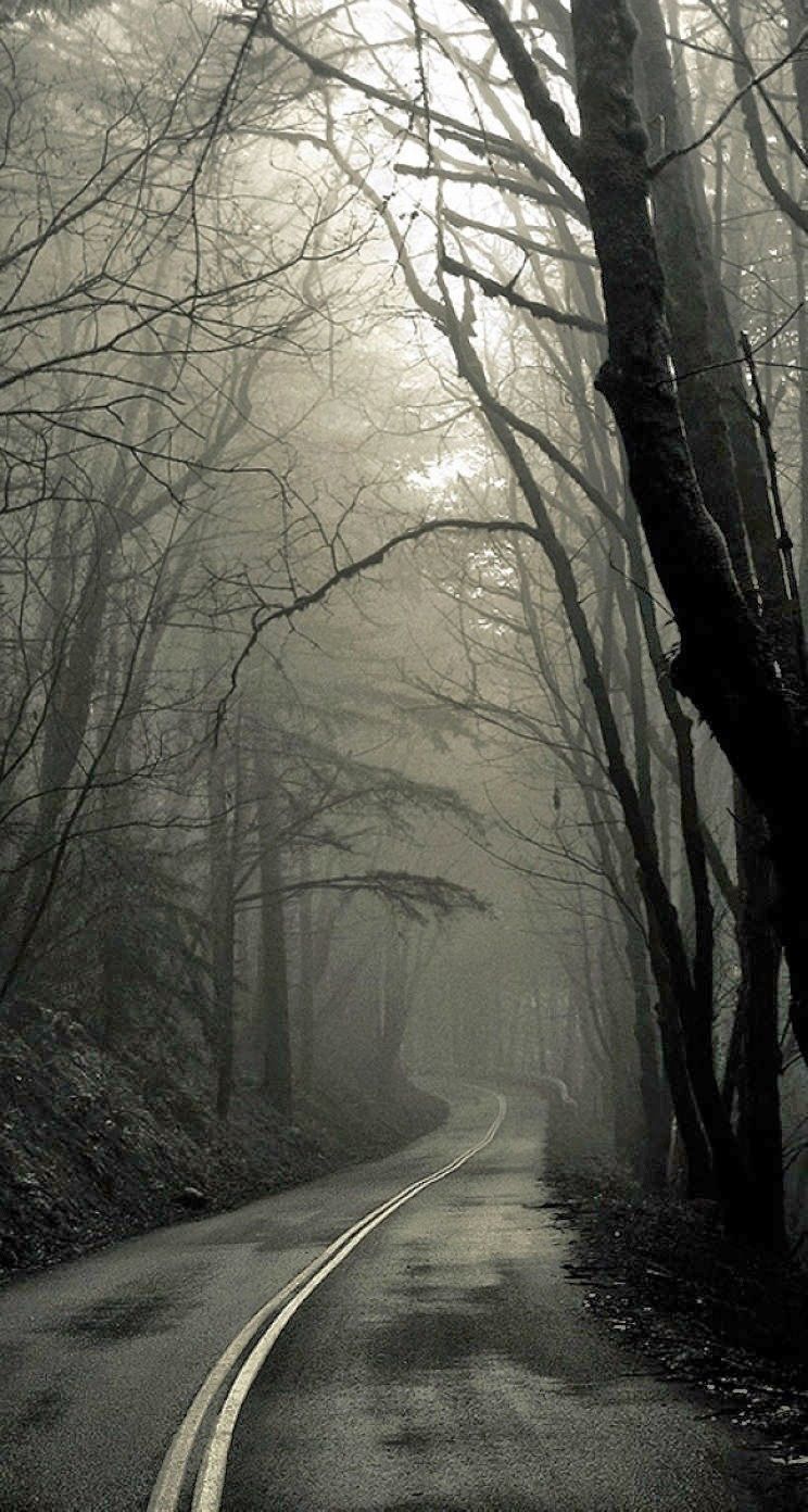 Creepy Forest Road iPhone 6 Plus HD Wallpaper HD Download