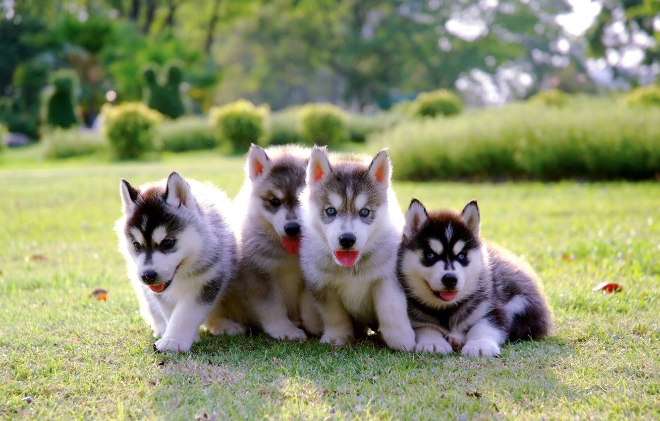 Wallpaper Park, puppies, kids, lawn, puppy, husky, dog, park, cute, husky image for desktop, section собаки