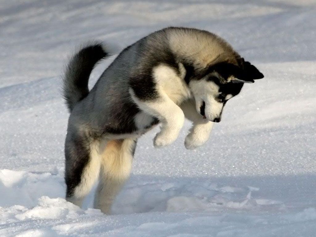 Siberian Husky. Siberian husky dog, Dog personality, Siberian husky puppies