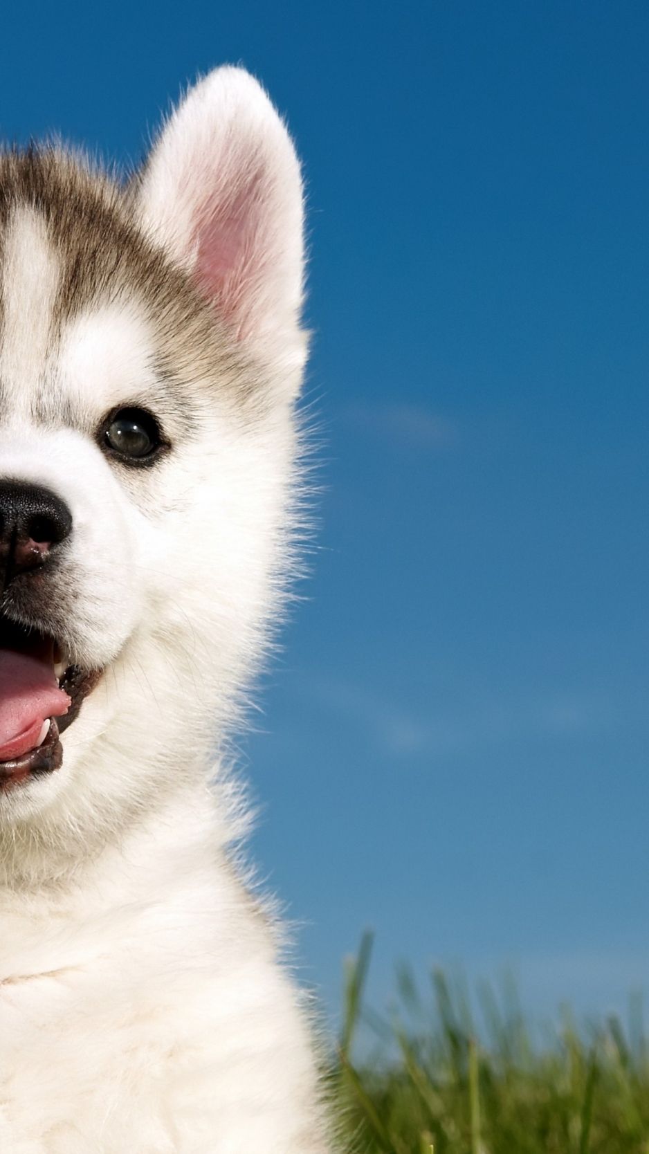 Download Husky, puppy, funny animals, cute animals, 4k iPhone standard wallpaper 938x1668