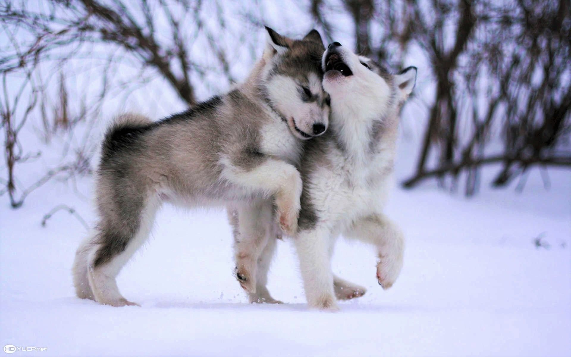 Husky Puppies in the Snow HD Wallpaper