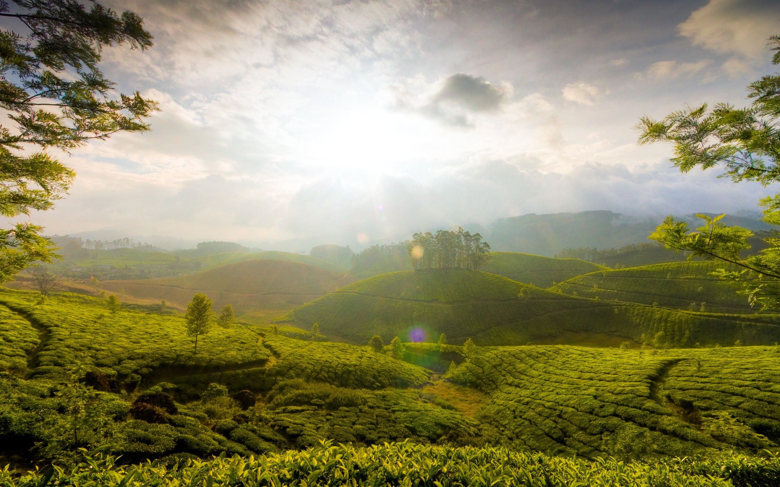 Munnar Hills India, HD World, 4k Wallpaper, Image, Background
