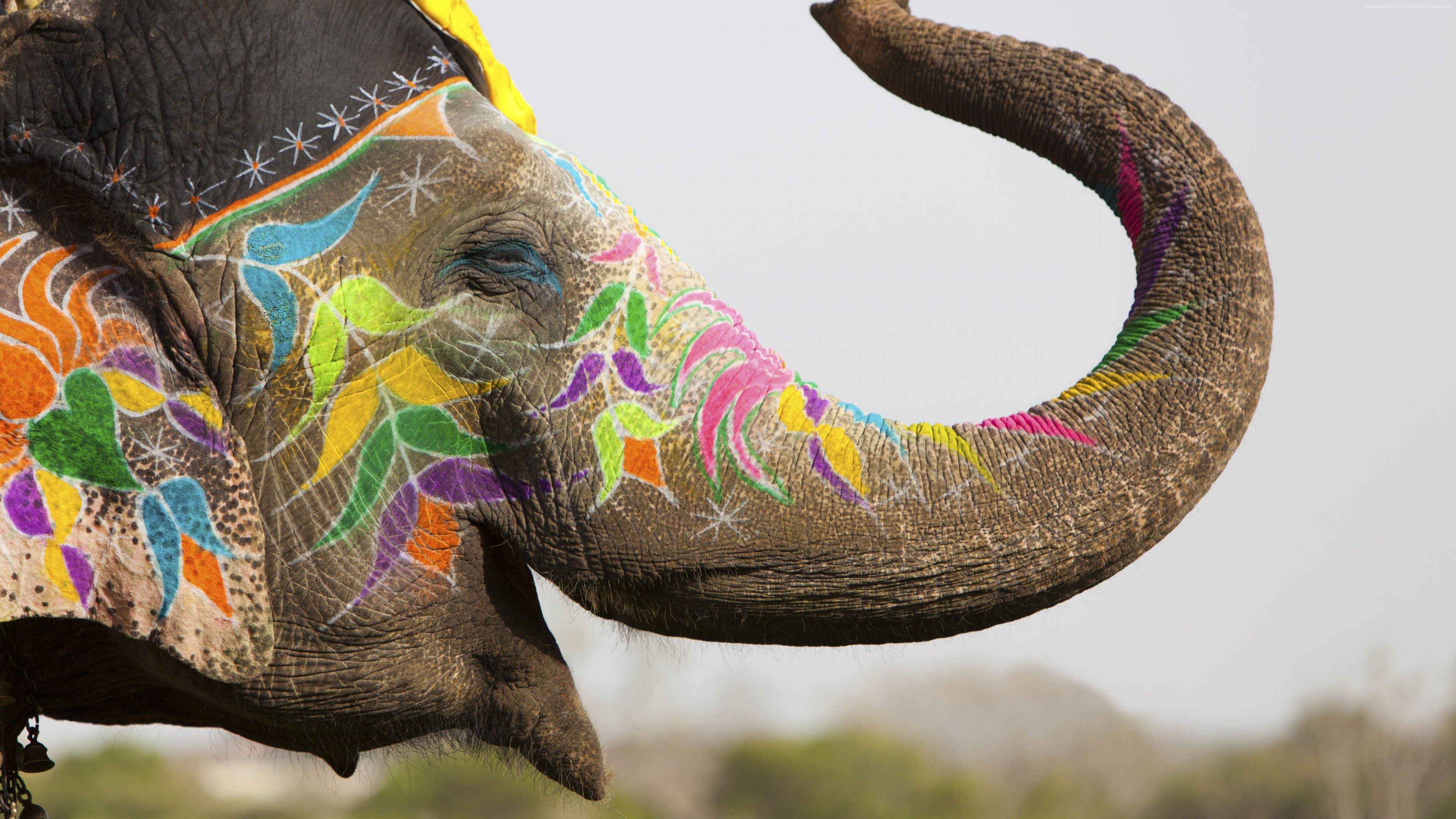 Wallpaper Elephant, India, cute animals, Animals Wallpaper Download Resolution 4K Wallpaper