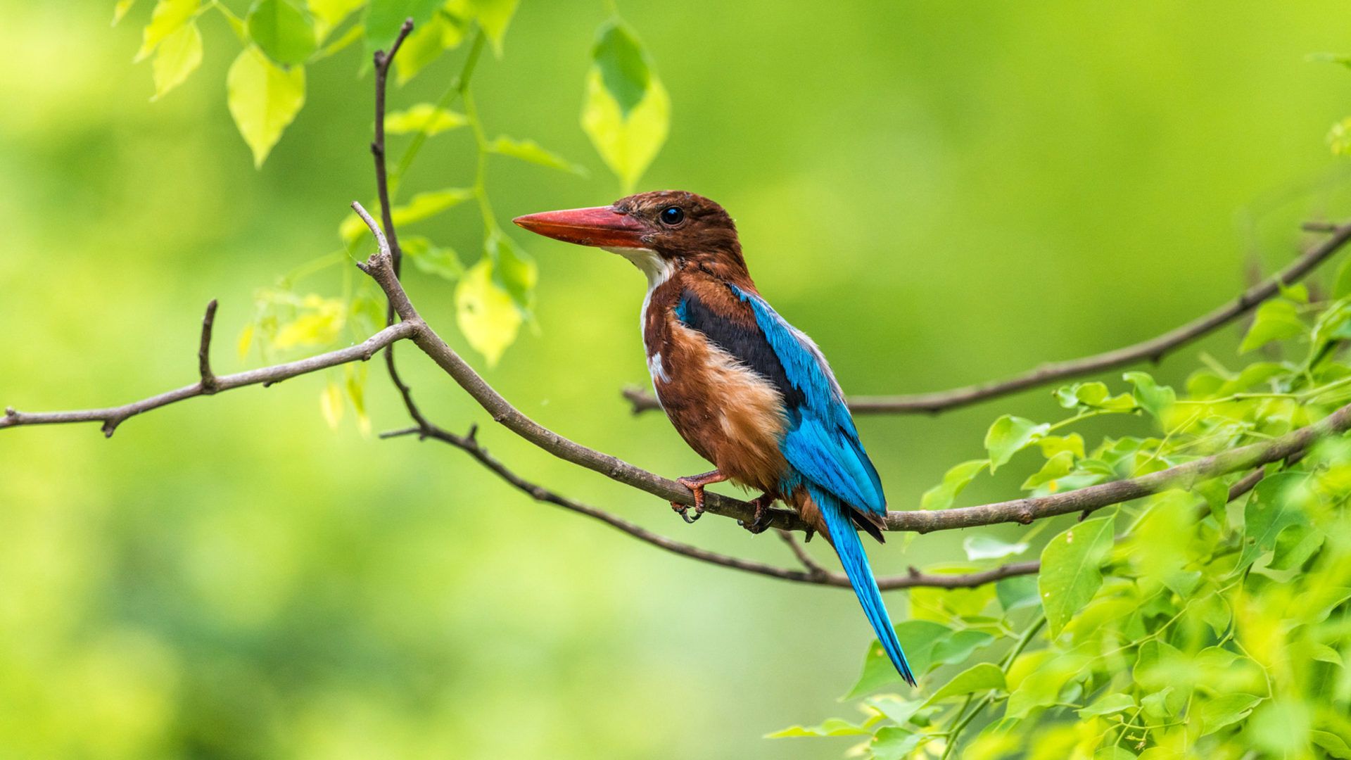 Birds Kingfisher Hues Of A Hunter From India 4k Ultra HD Tv