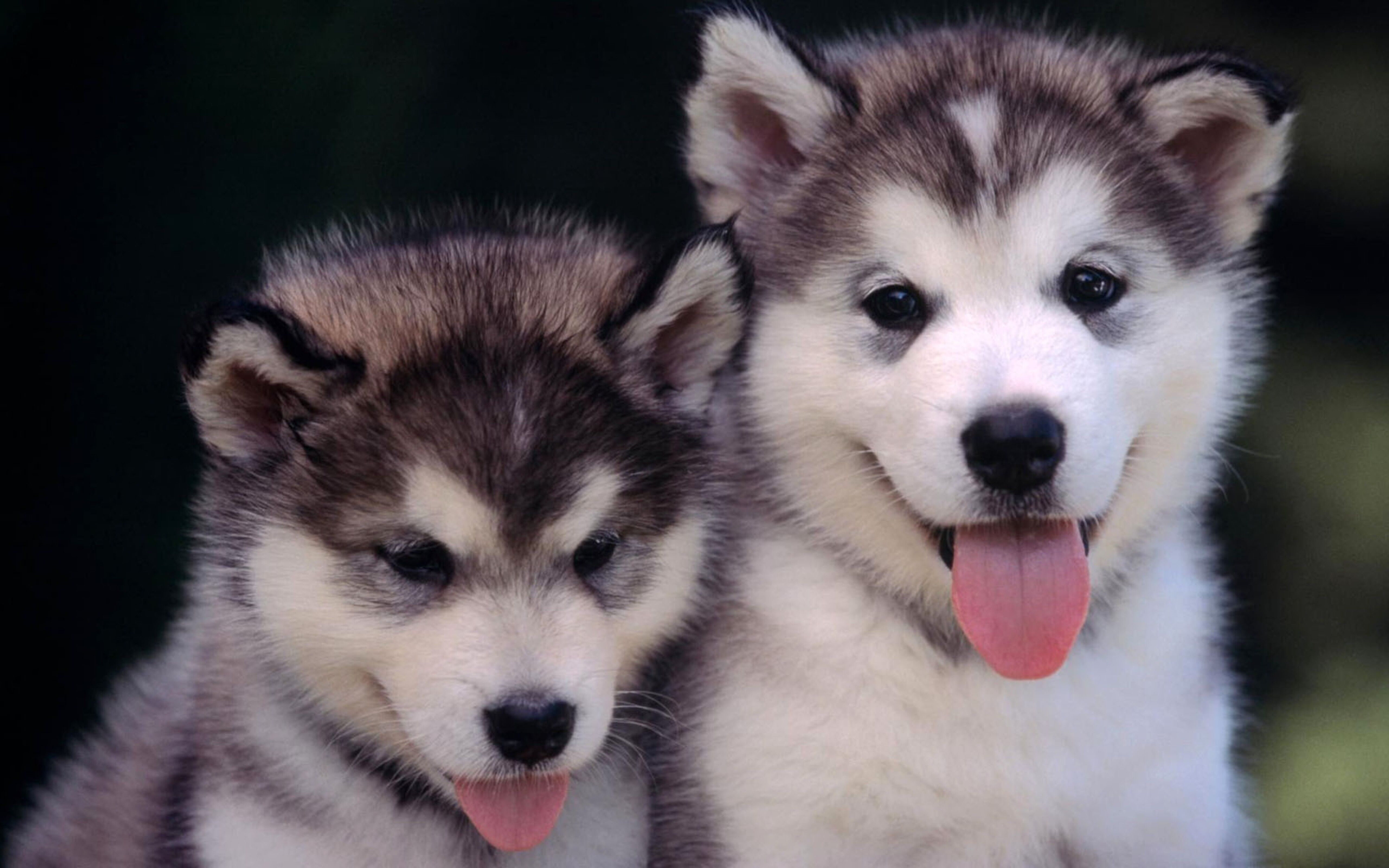 Cute husky puppies