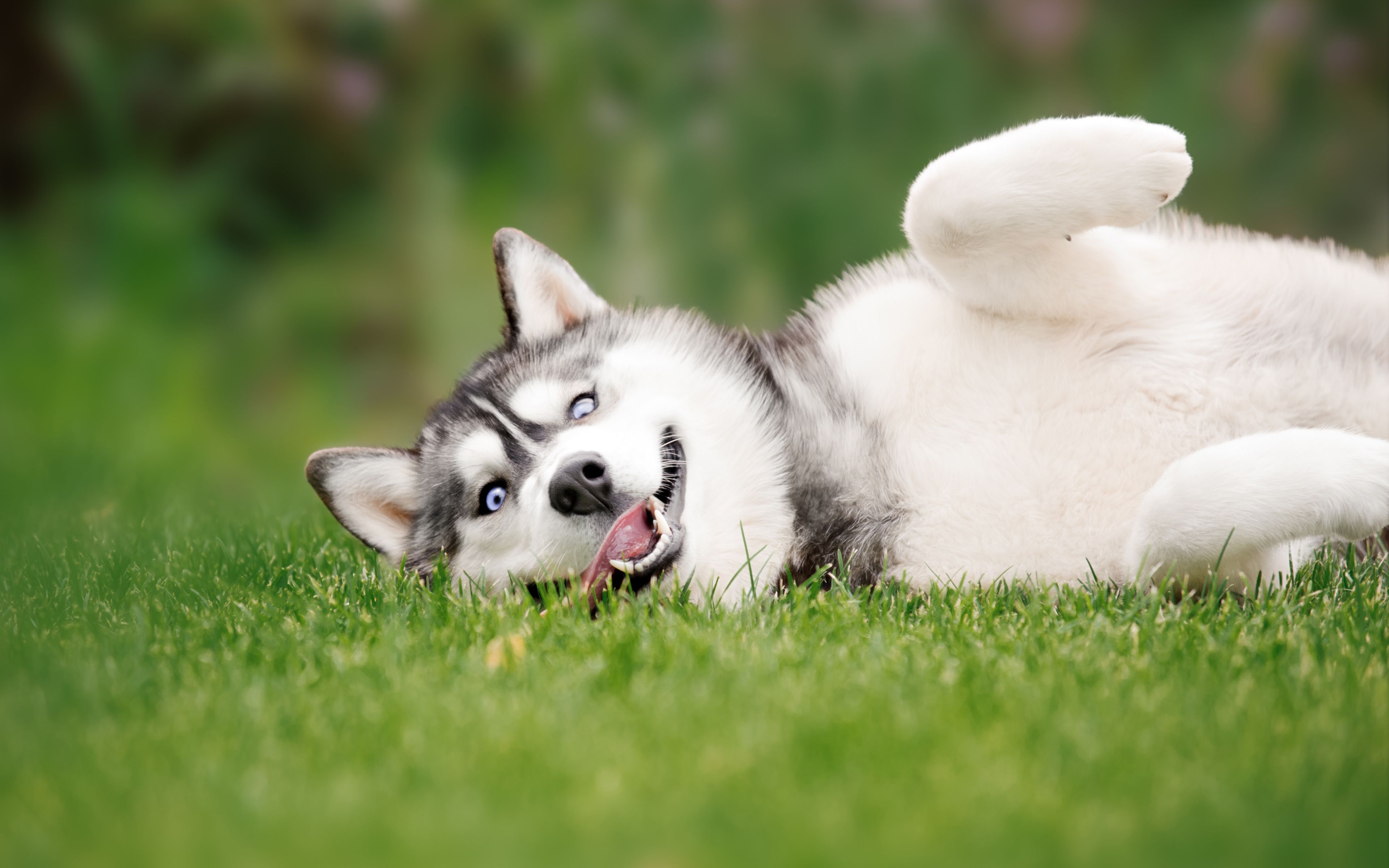 Download wallpaper Husky Dog, 4k, pets, lawn, Siberian Husky, funny dog, cute animals, dogs, Husky for desktop