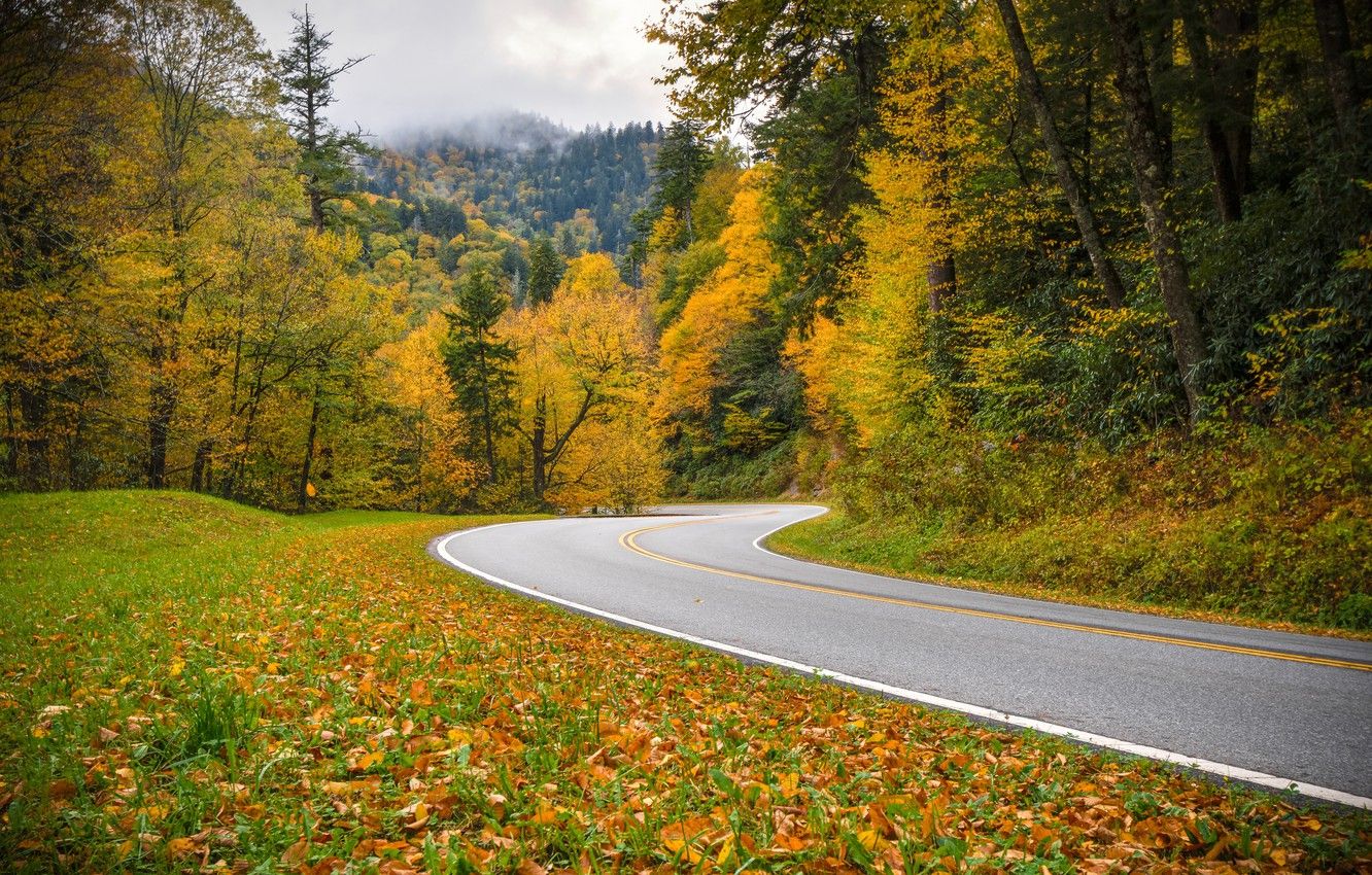Wallpaper road, autumn, forest, Tennessee, Tn, Great Smoky
