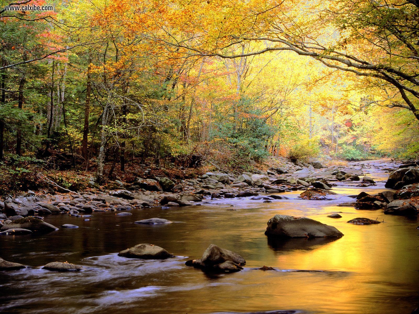 Nature: Little River In Autumn Great Smoky Mountains National Park
