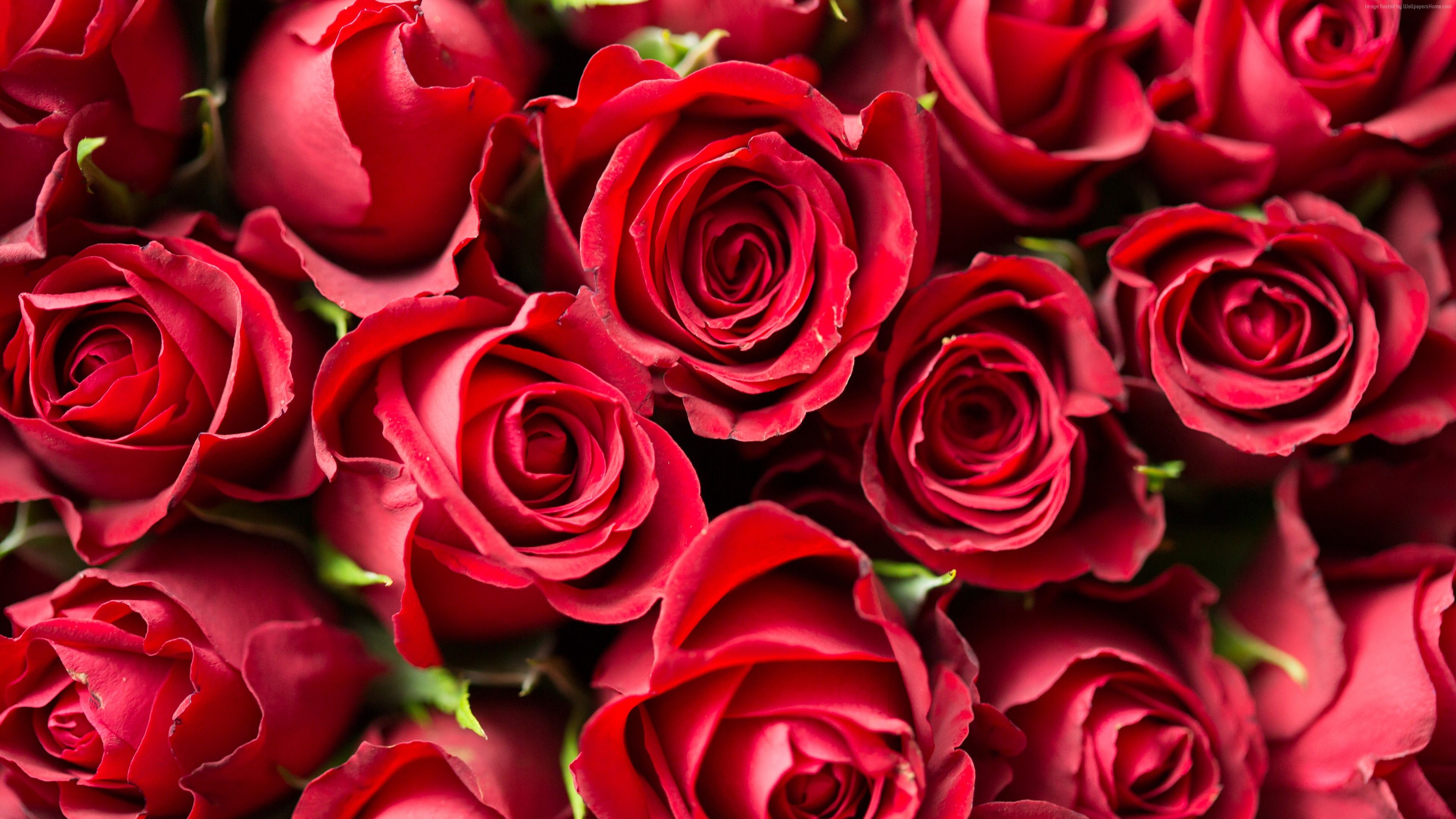 Wallpapers rose, flower, red, 4k, Nature Wallpapers Download