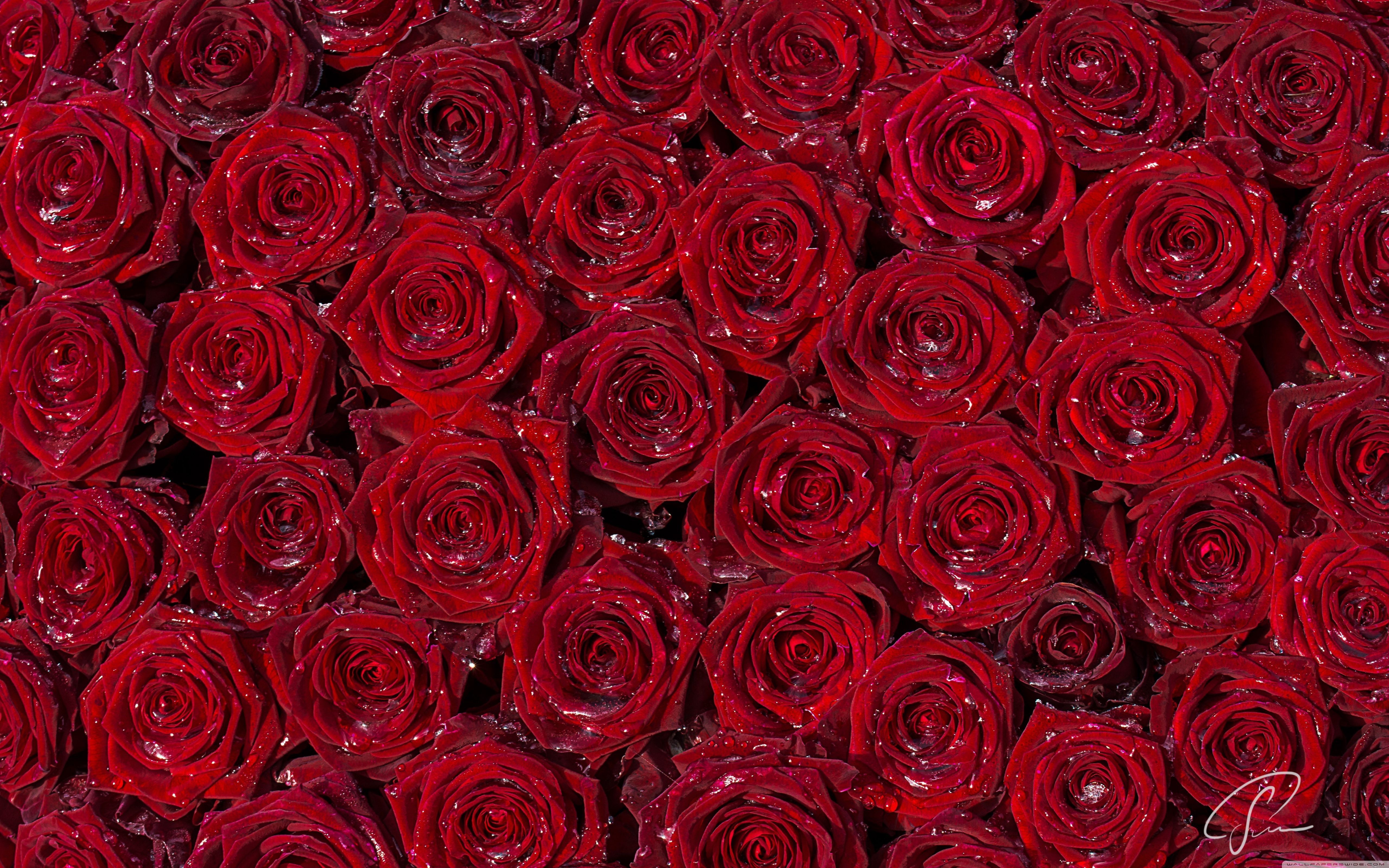 Top 999+ Black Rose Iphone Wallpaper Full HD, 4K✓Free to Use
