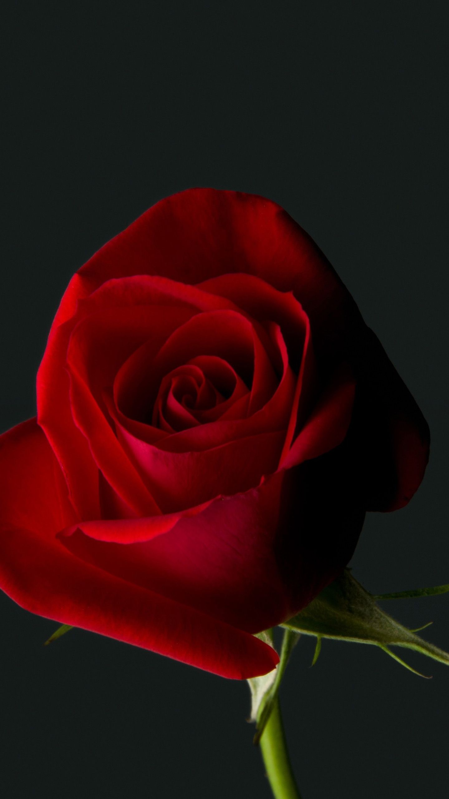 Free download Rose Red Flower 4K Wallpaper Best Wallpaper