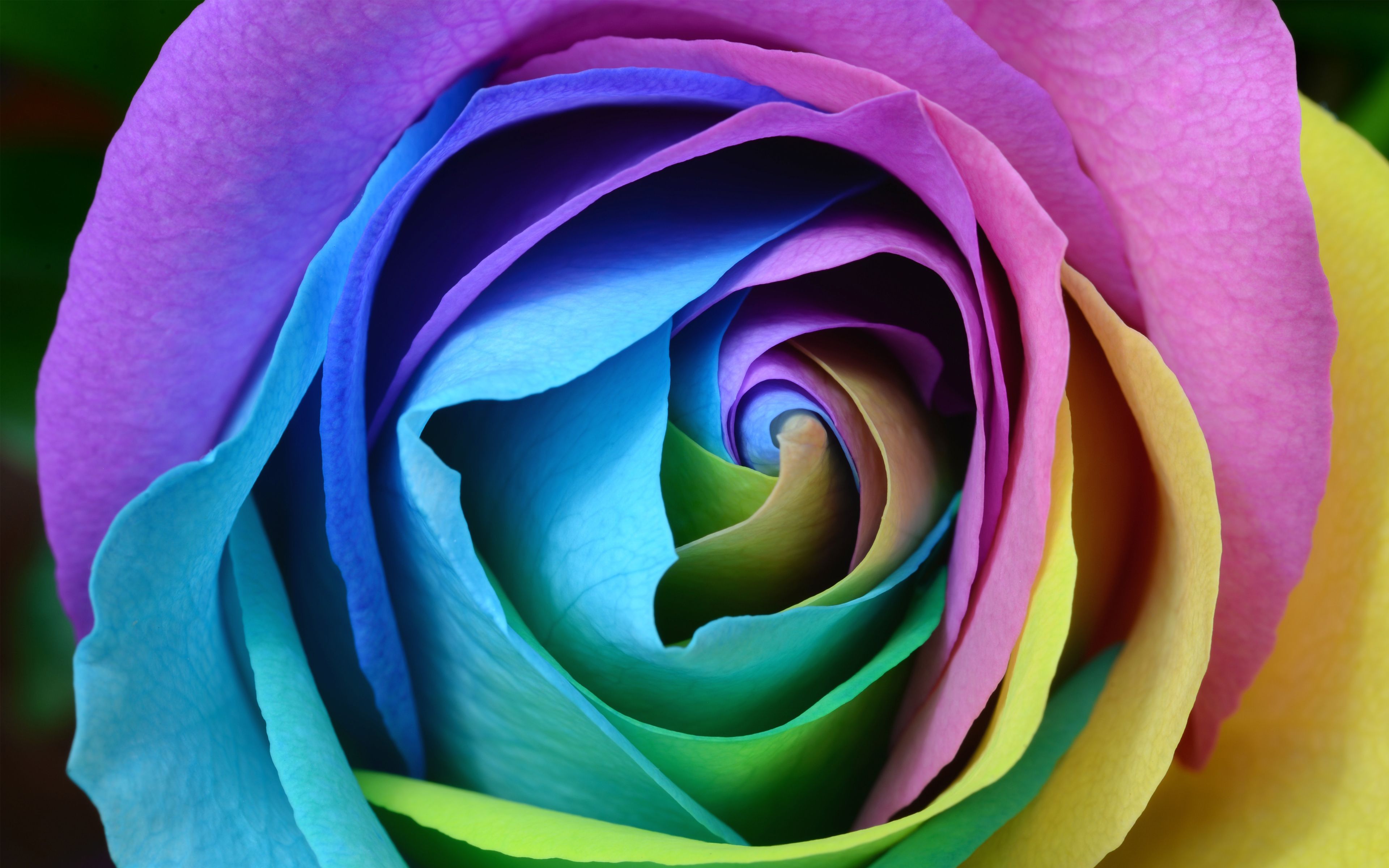 Colorful Rose 4K Wallpaper