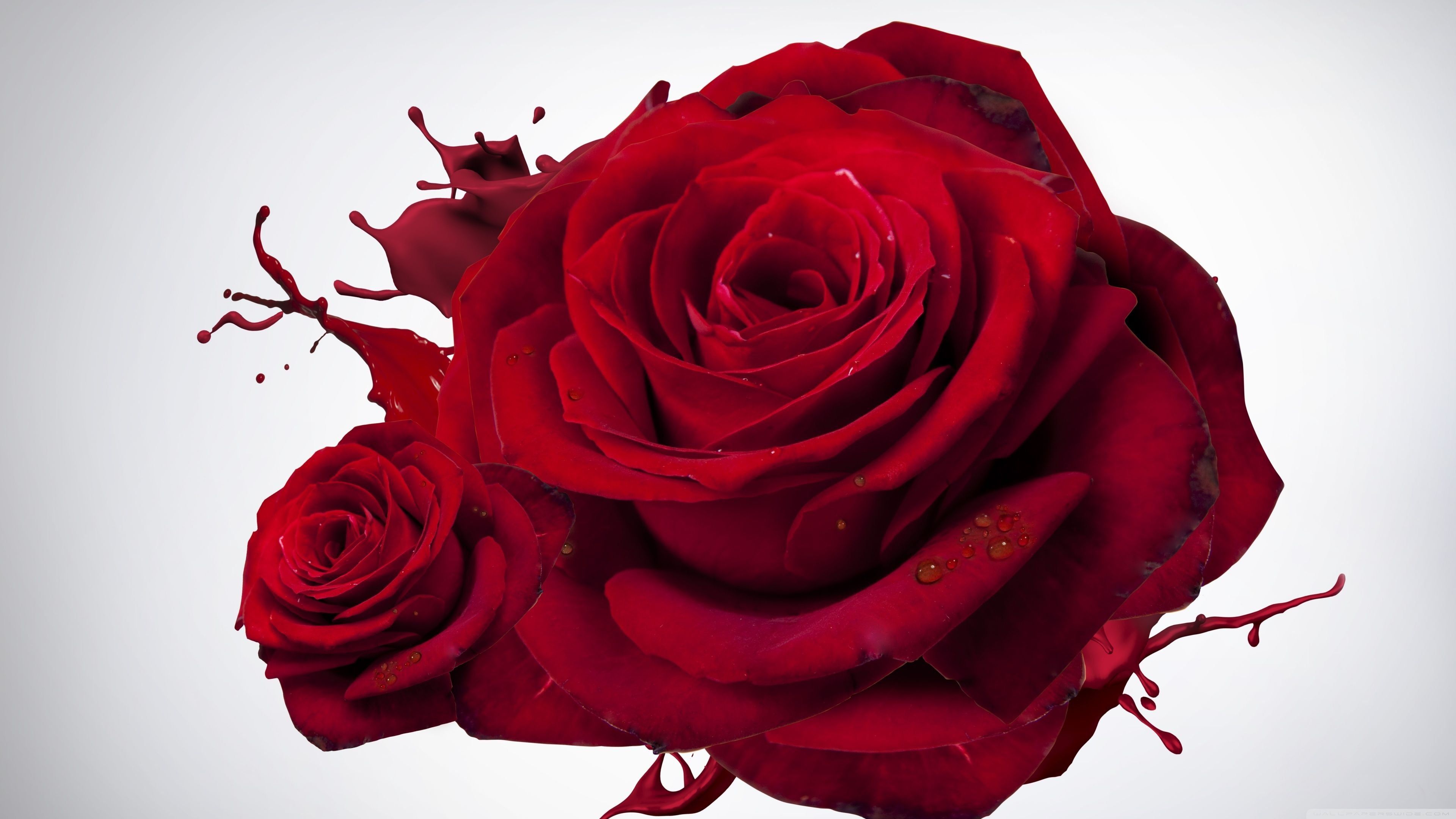 4k Wallpaper Red Rose