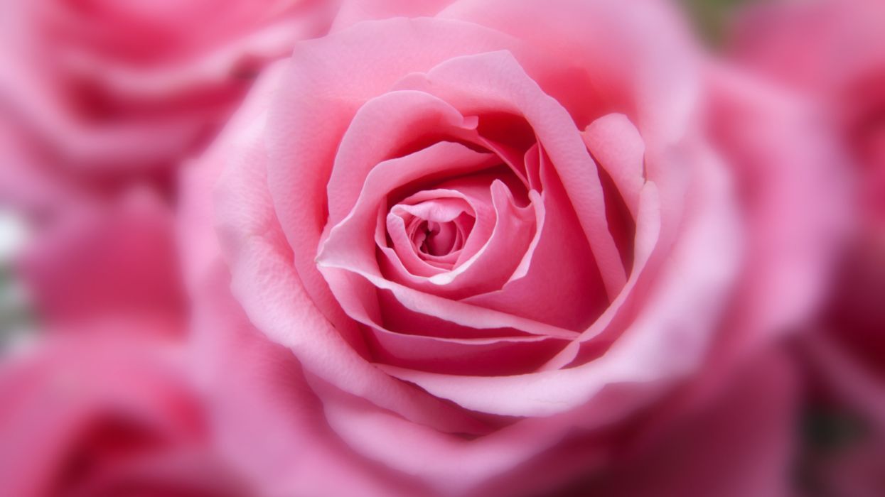 Pink Rose 4k 3840x2160 Wallpaperx2160