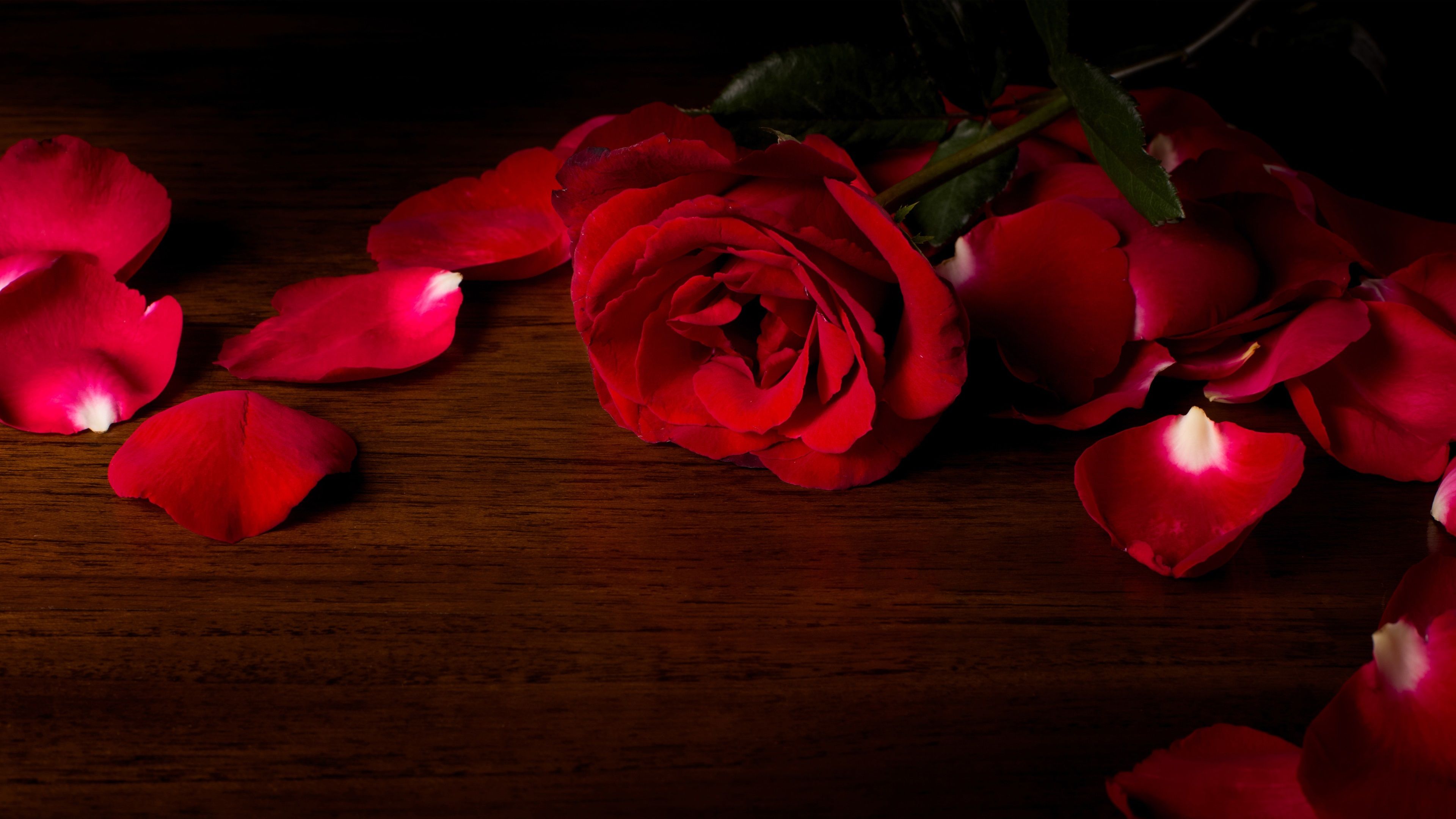 3840x2160 red roses 4k image background. Mocah HD Wallpaper