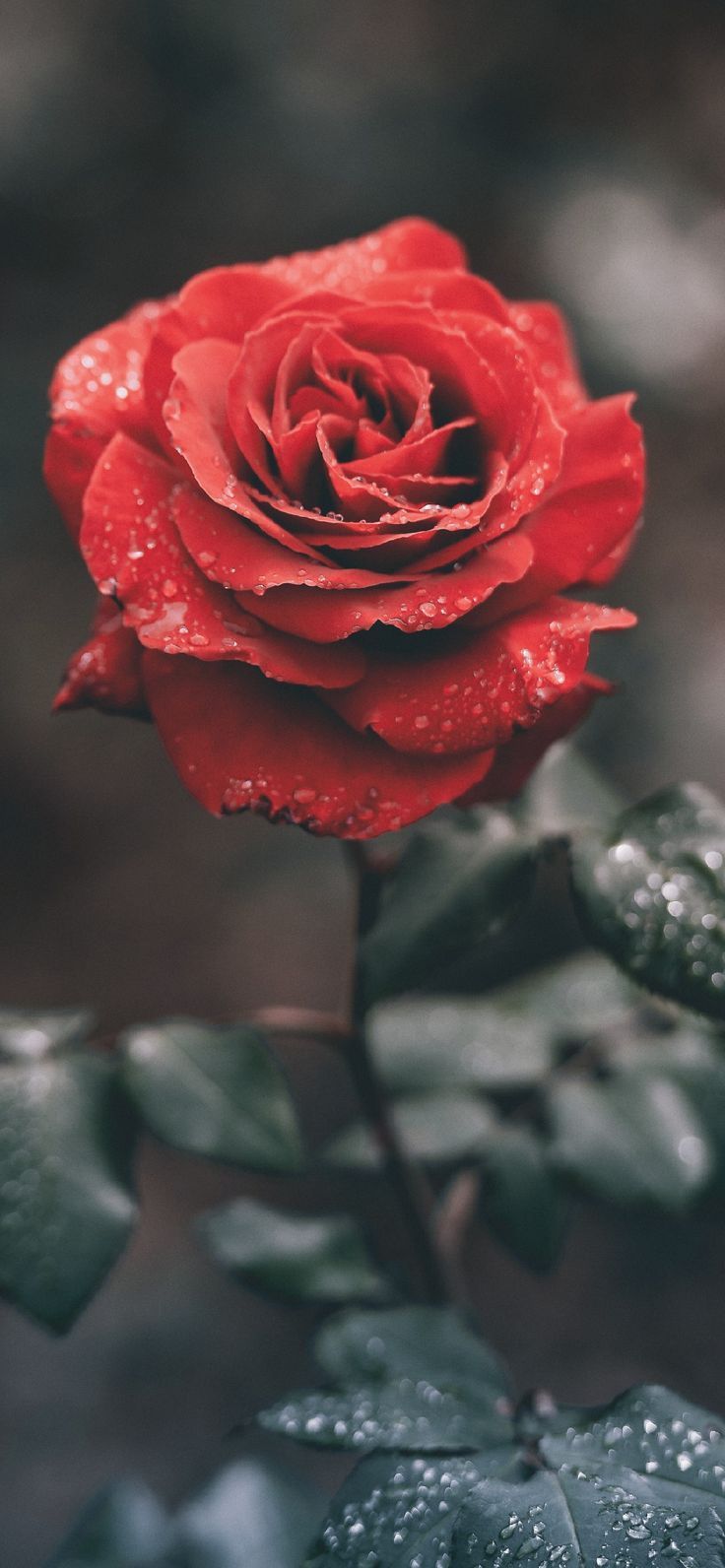 Dew on the Rose Phone Wallpaper Lockscreen HD 4K Android iOS