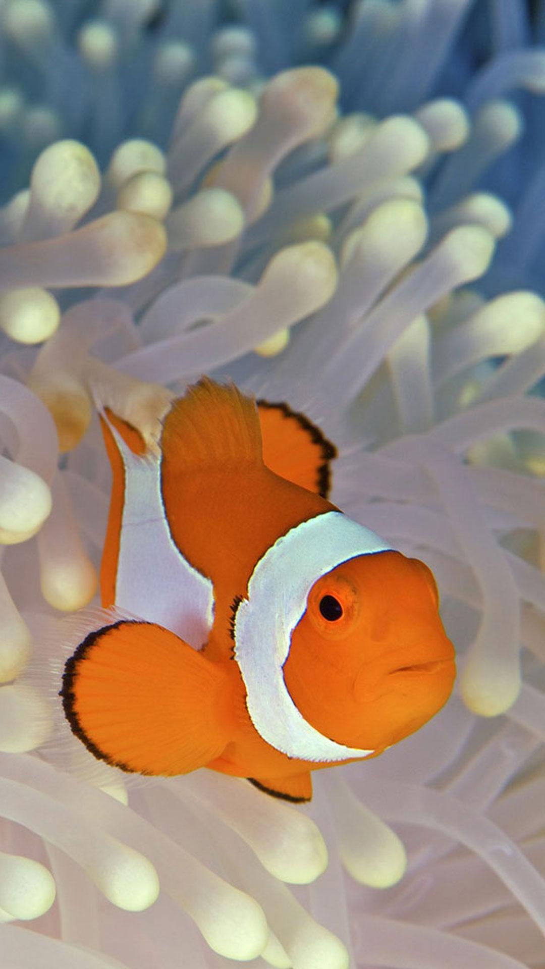 clown fish live wallpaper