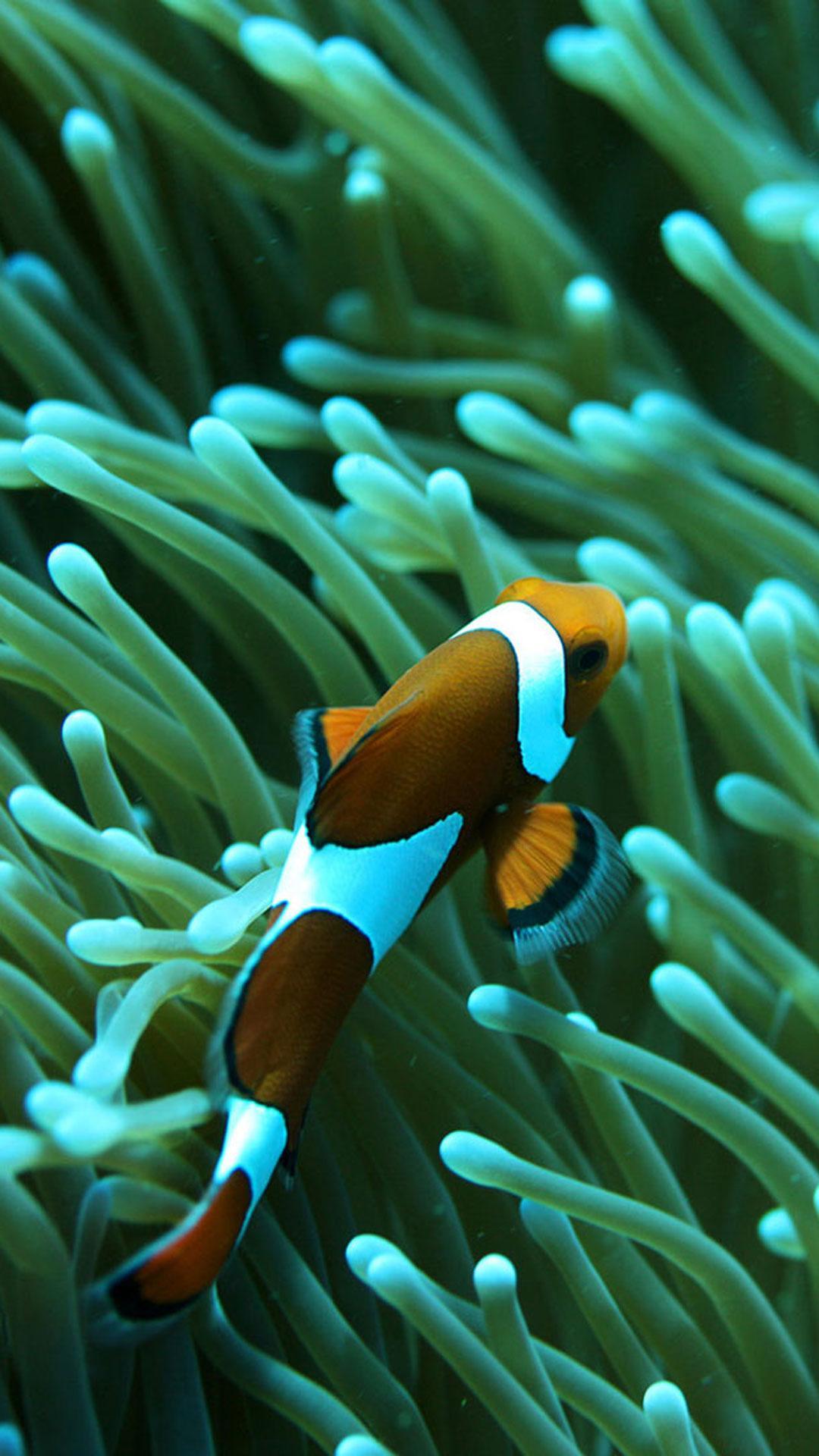 Clownfish Live Wallpaper for Android