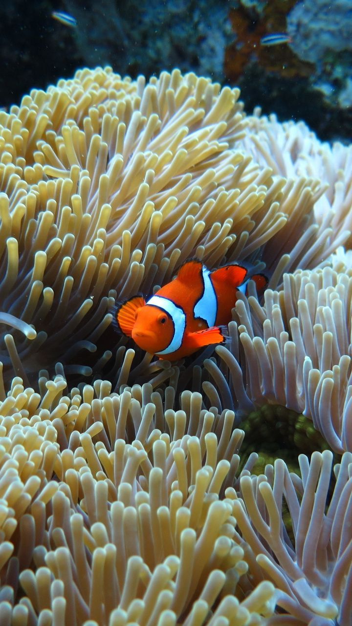 Clownfish, Coral, colorful, underwater, 720x1280 wallpaper. Sea