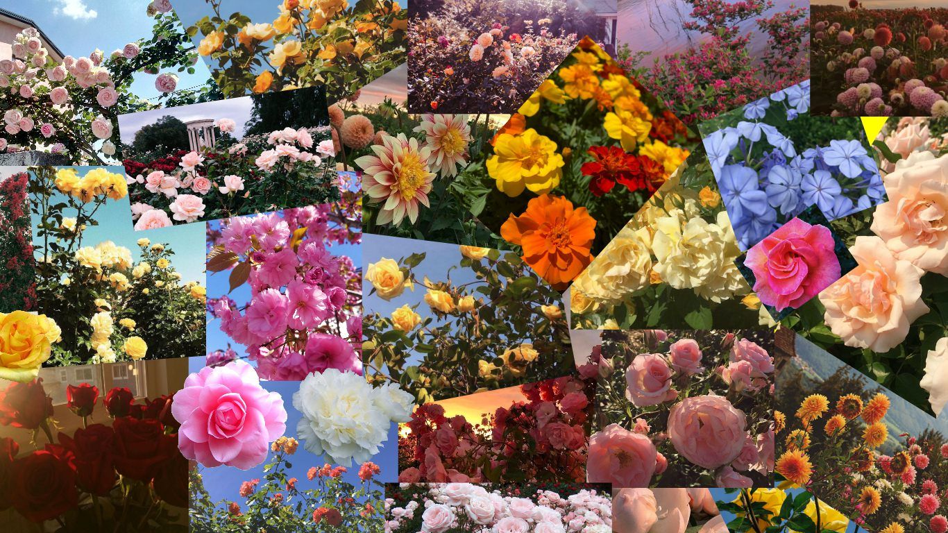 I made a summer flower collage background! [1366x768]