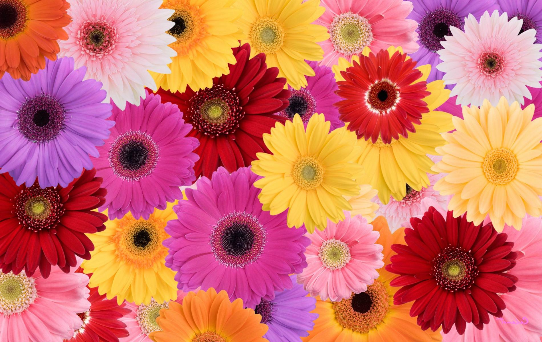 Daisies Collage Flower Red Purple Yellow By HD wallpaper