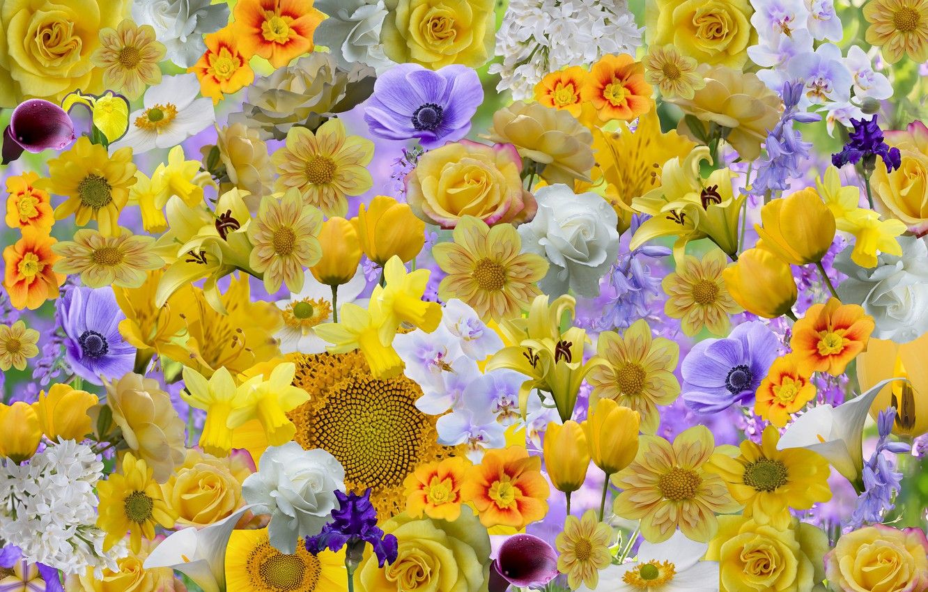 Wallpaper flowers, collage, rose, sunflower, petals, iris image