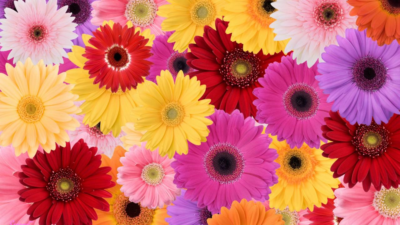 Daisies Collage Flower Red Purple Yellow By HD wallpaper