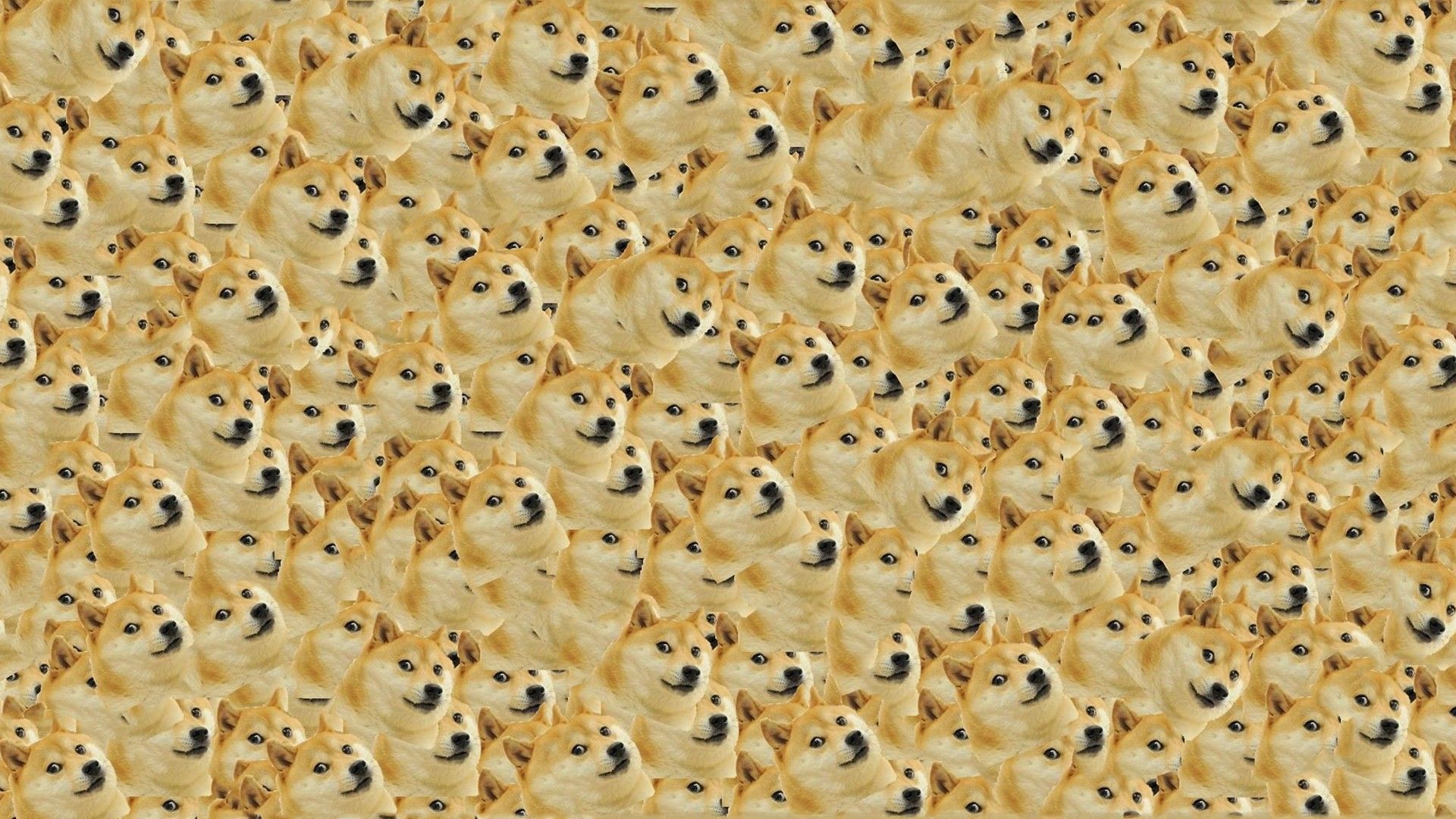Doge wallpaper