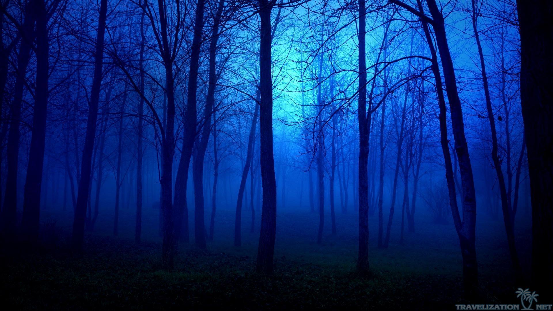 Blue Forest Wallpaper Free Blue Forest Background