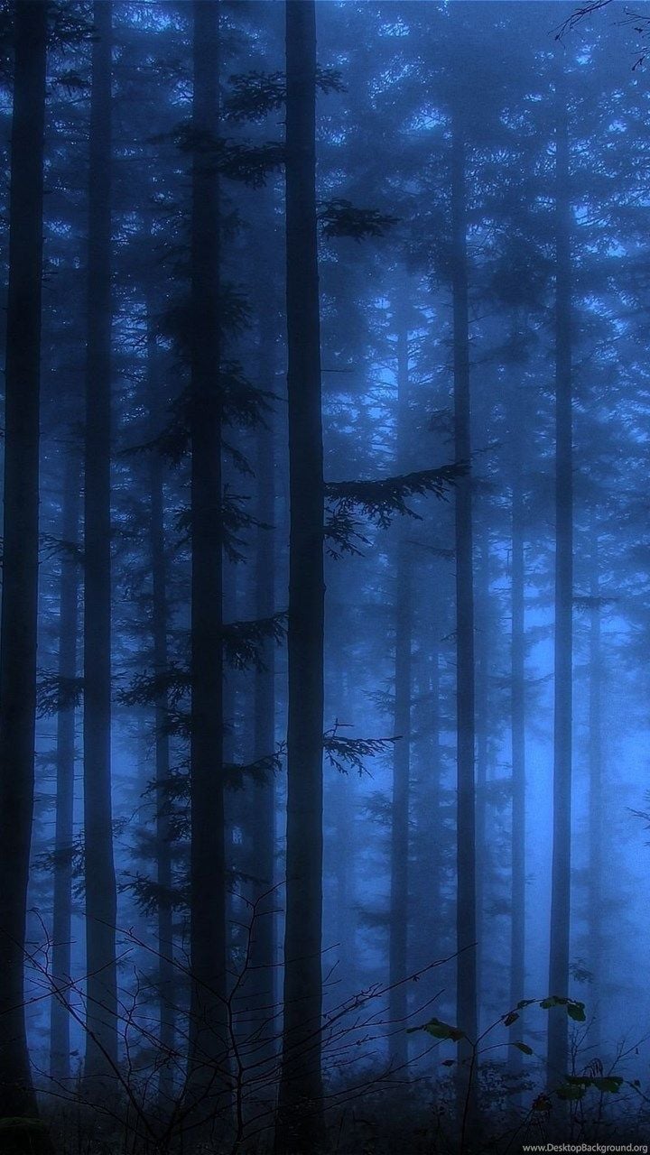Dark Blue Forest Wallpaper Desktop Background