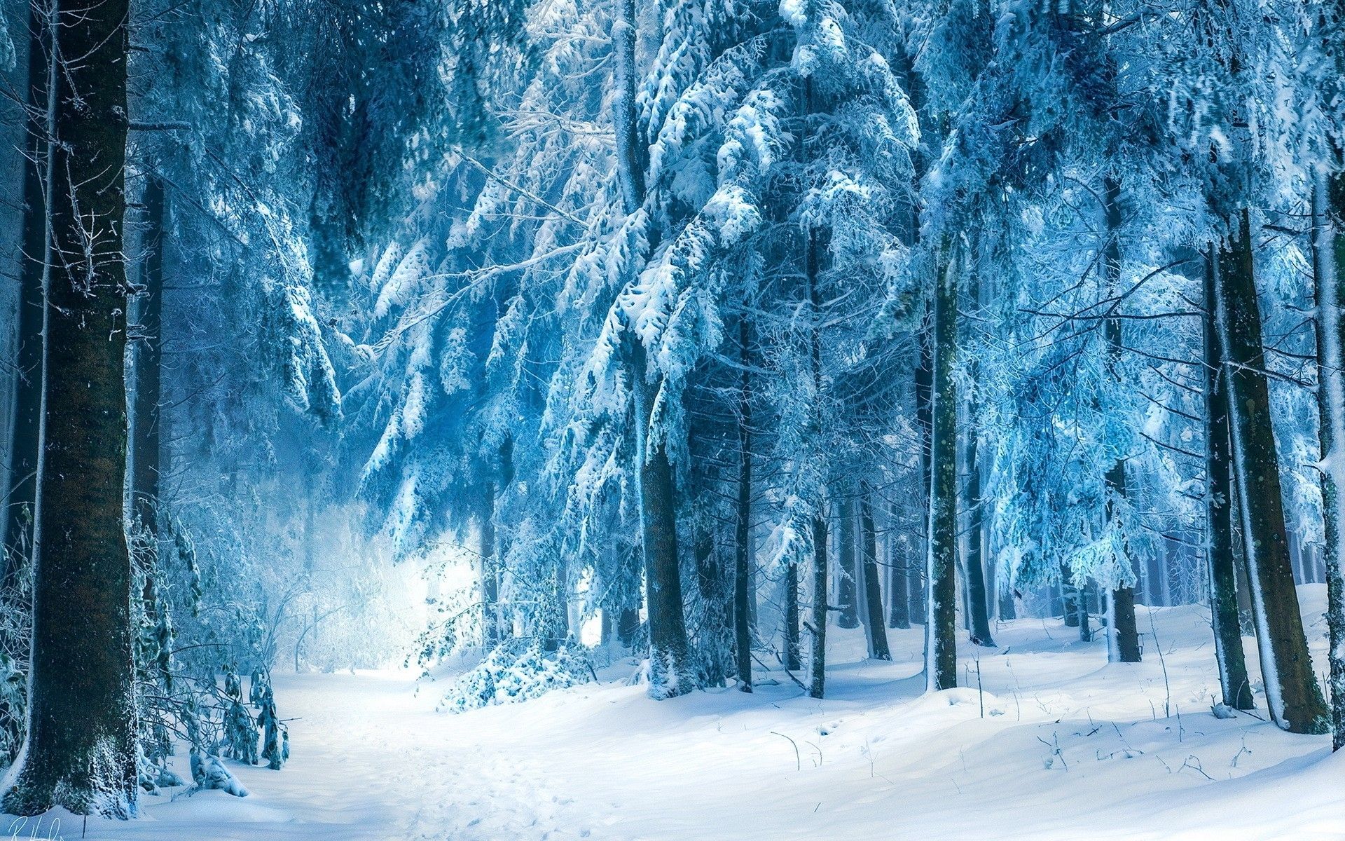 Light Blue Winter Forest wallpaper. Light Blue Winter Forest
