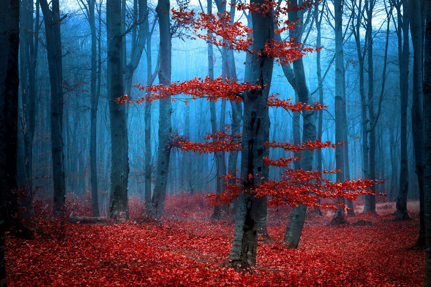Red And Blue Forest, Download Wallpaper
