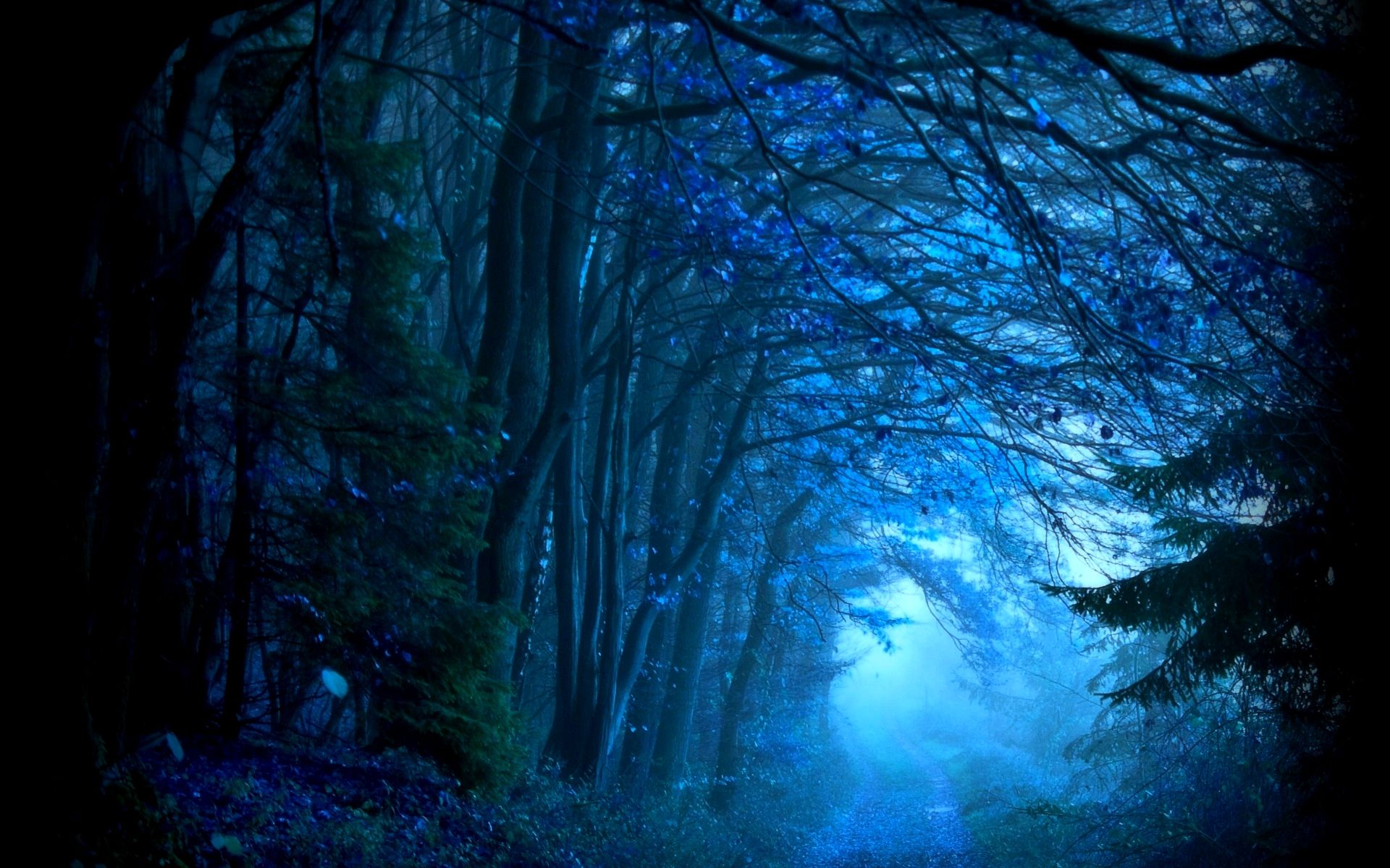 Amazing Forest Path Wallpaper
