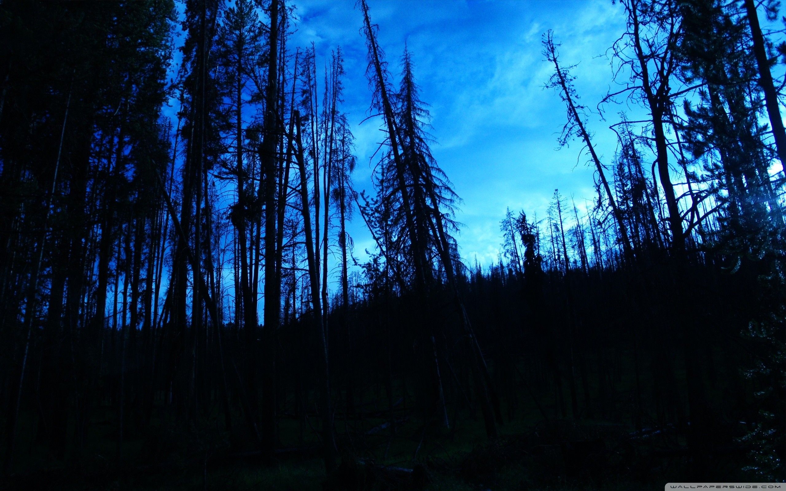 Blue trees dark night forest skyscapes blue skies wallpaper