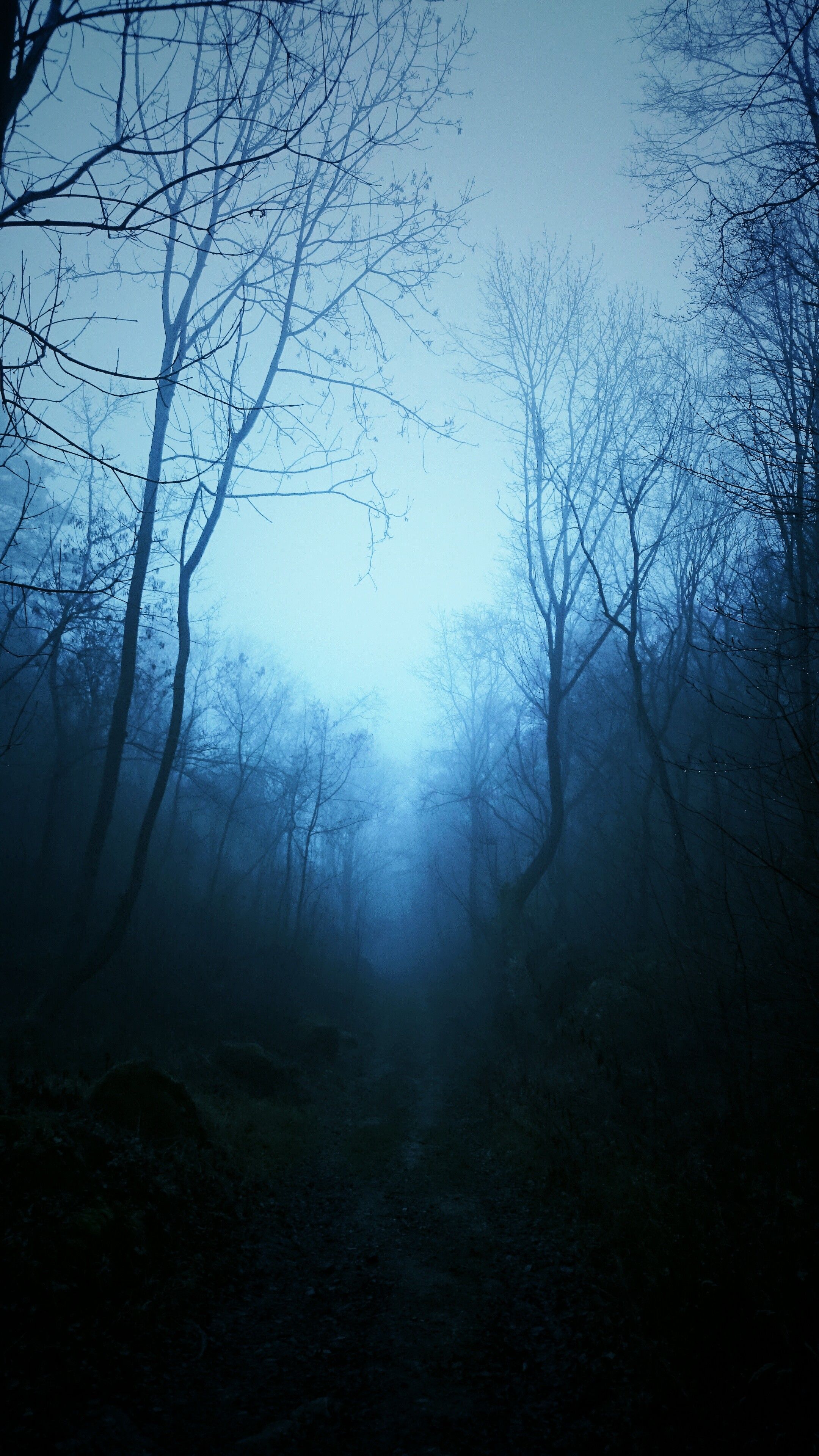 #mist, #trees, #nature, #tropical forest, #dark, #blue