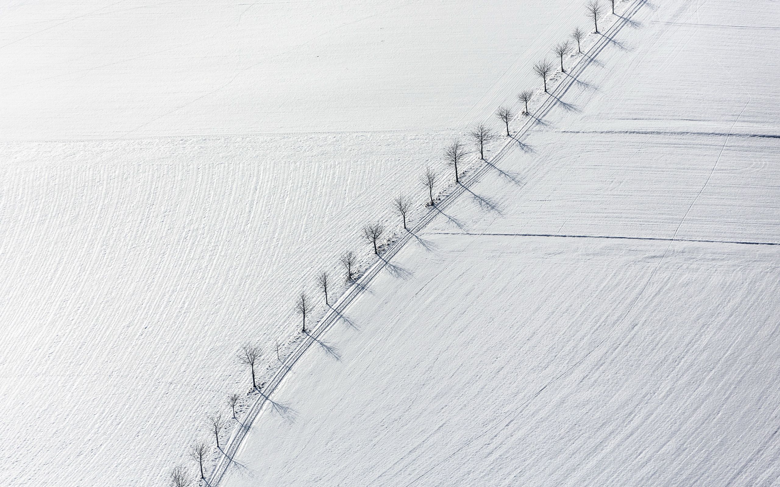 minimalist, picture, winter, trees, snow, nature wallpaper hd