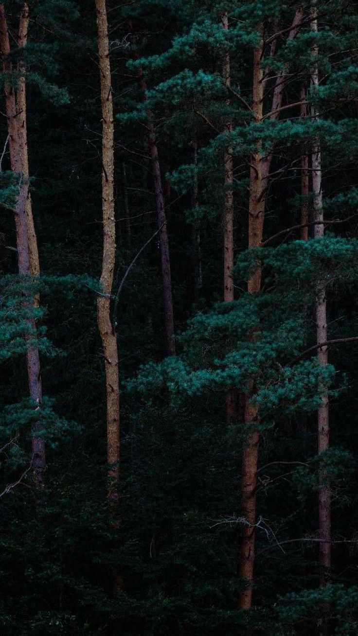 Tree Forest iPhone Wallpaper. Wald tapete, Hintergrundbilder