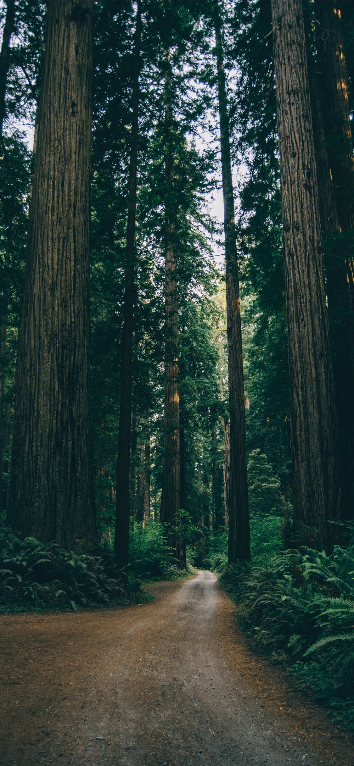Forest Wallpapers Free HD Download 500 HQ  Unsplash