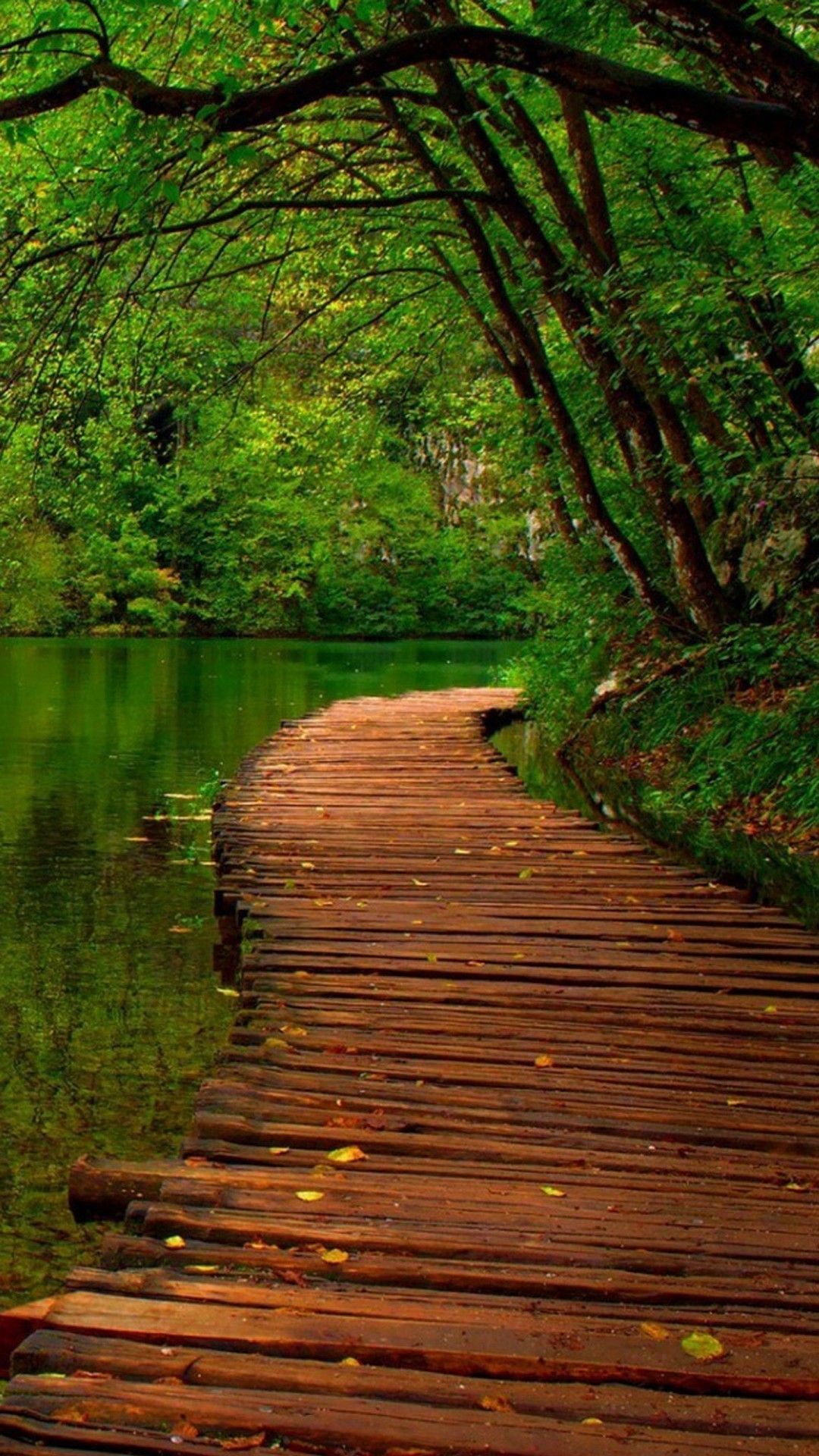 Forest Path Wallpaper iPhone Free HD Wallpaper