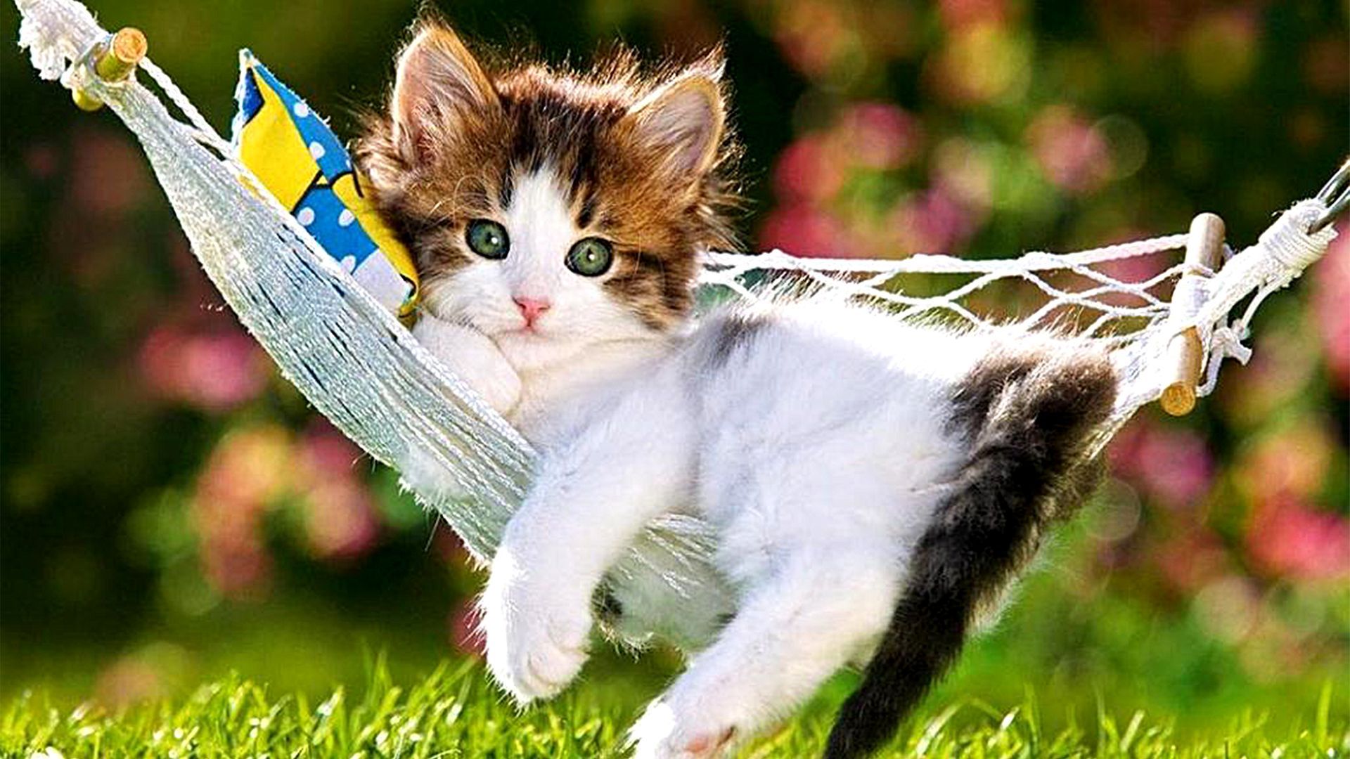 Cute Kitten in Hammock Wallpaper