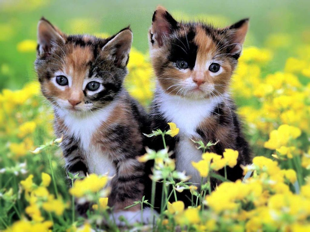 Wallpaper: Cute Kittens Wallpaper