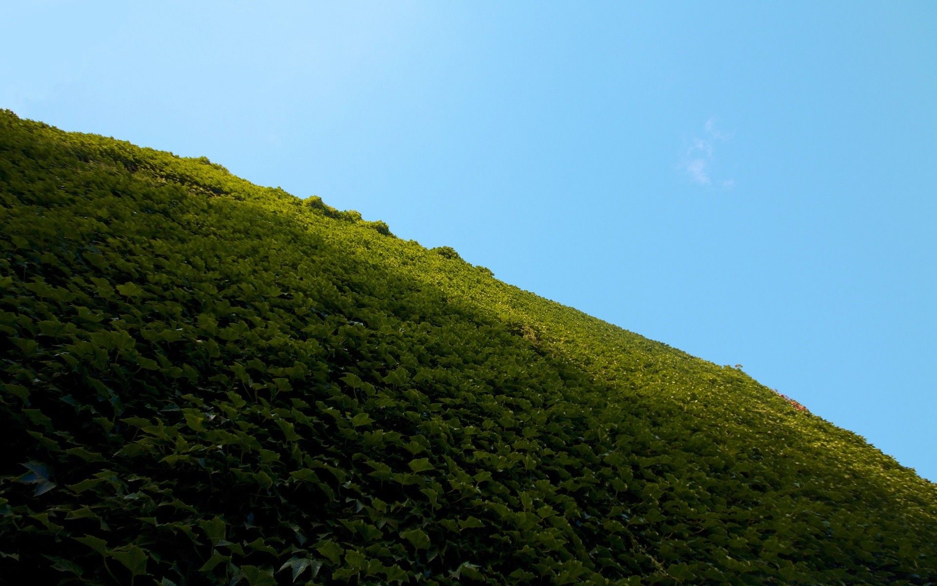 Grassy Sky