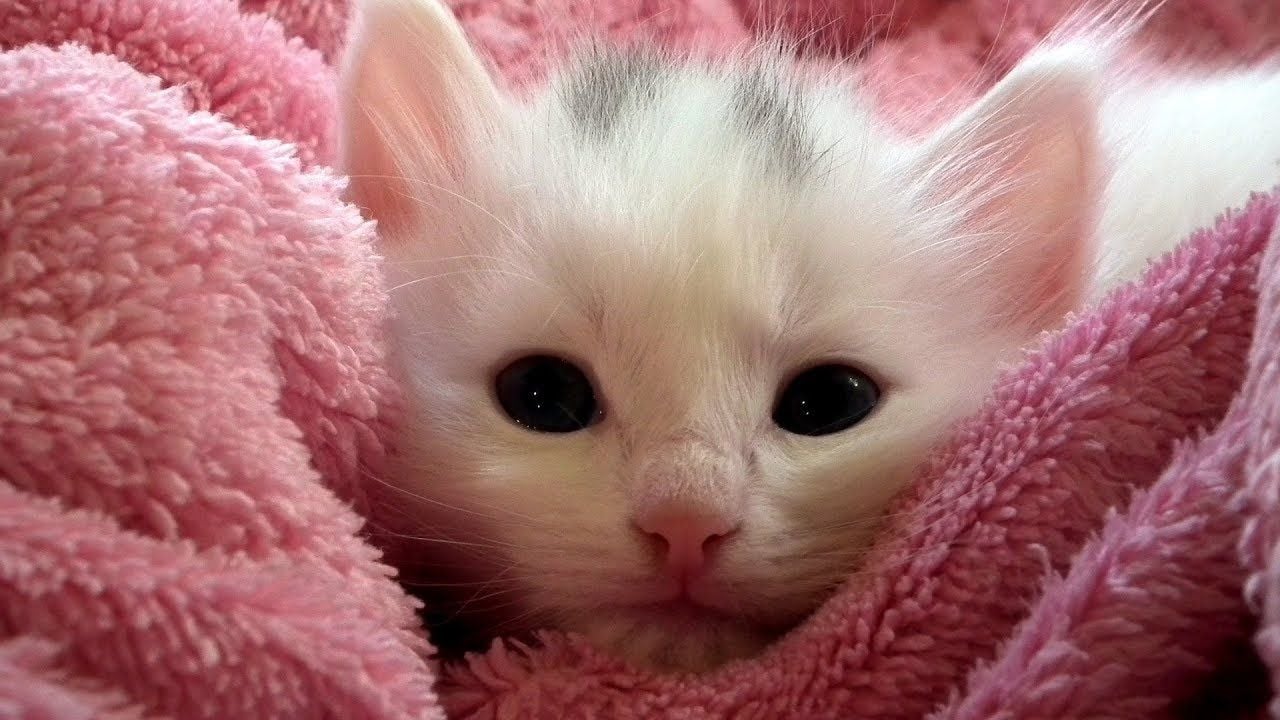 White Cat Kitten Is Lying Down On Pink Fur Cloth HD Cute Cat Wallpapers |  HD Wallpapers | ID #62847