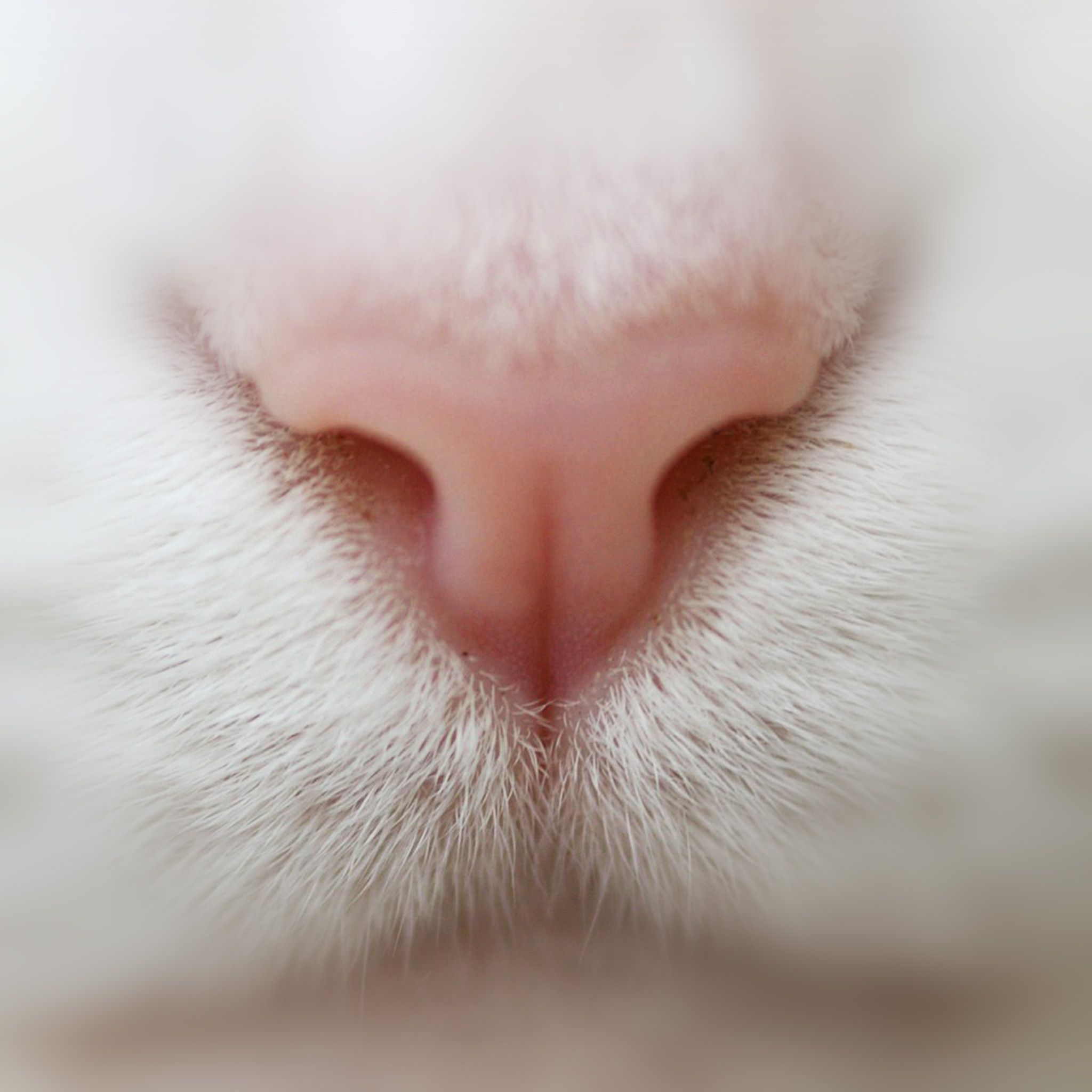 Cat Nose Cute White Pink Animal Wallpaper