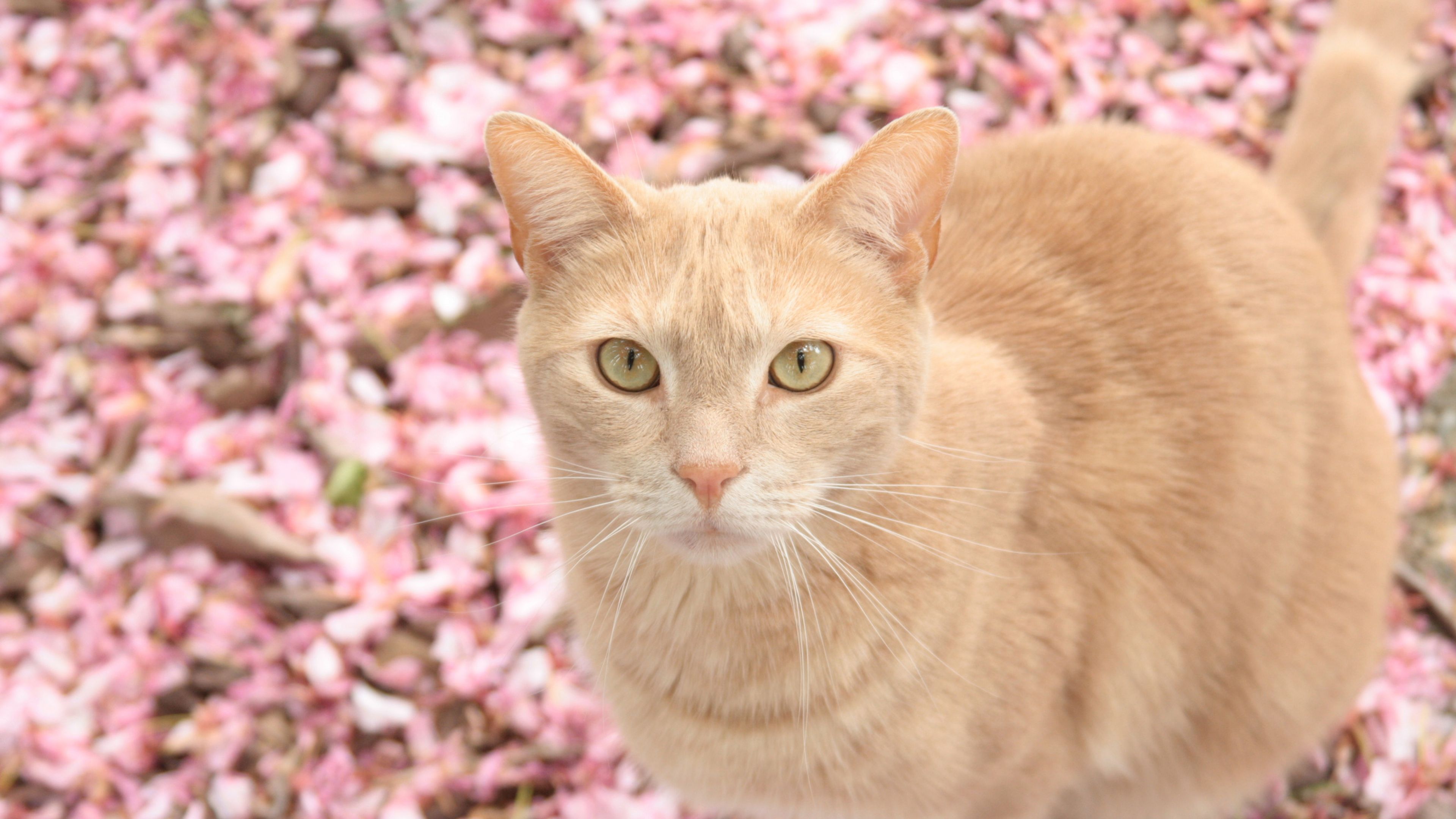 Cat On Pink Flowers 2560x1024 Resolution HD 4k