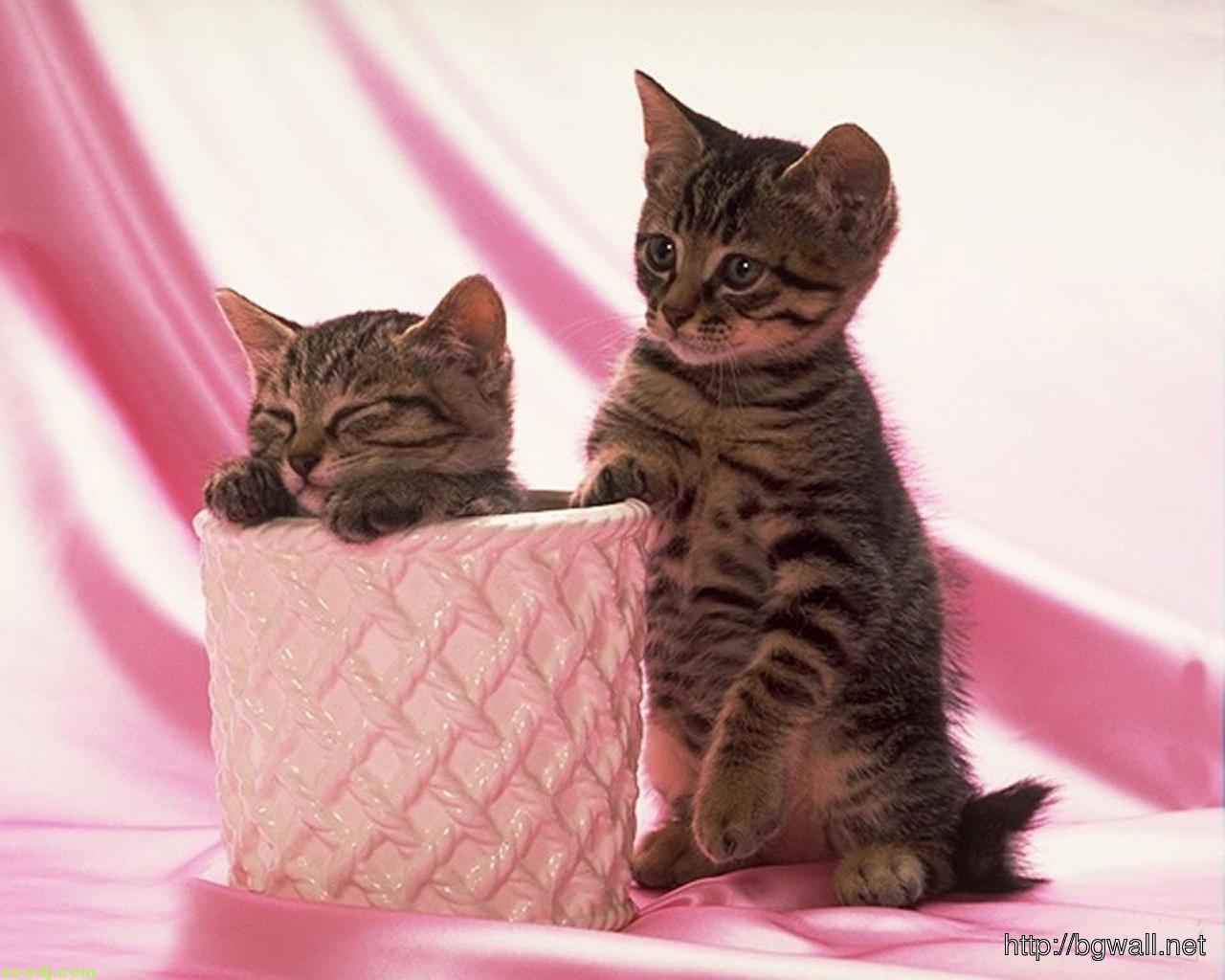 Cute Black Kitten Couple With Pink Background Wallpaper Computer