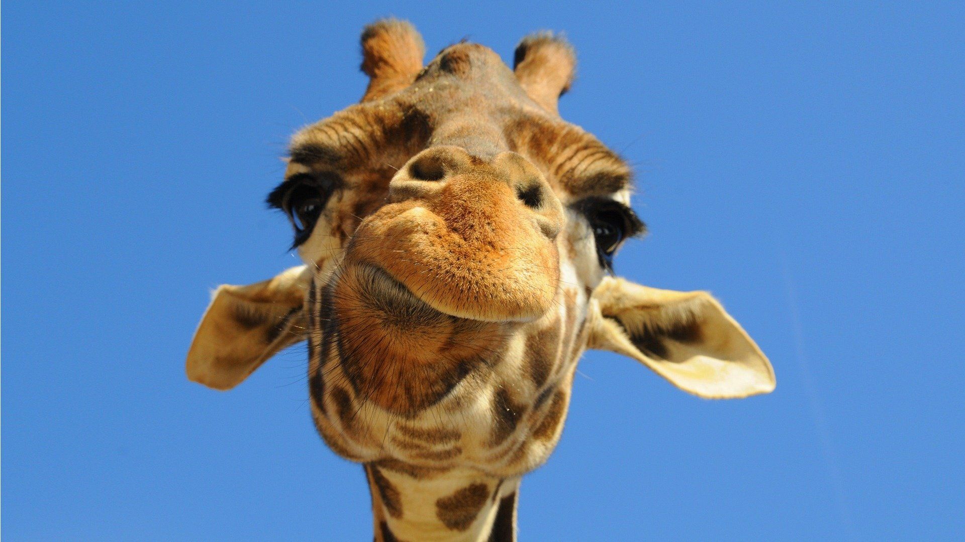 Weird Wallpaper iPhone 5. Funny animal faces, Cute giraffe
