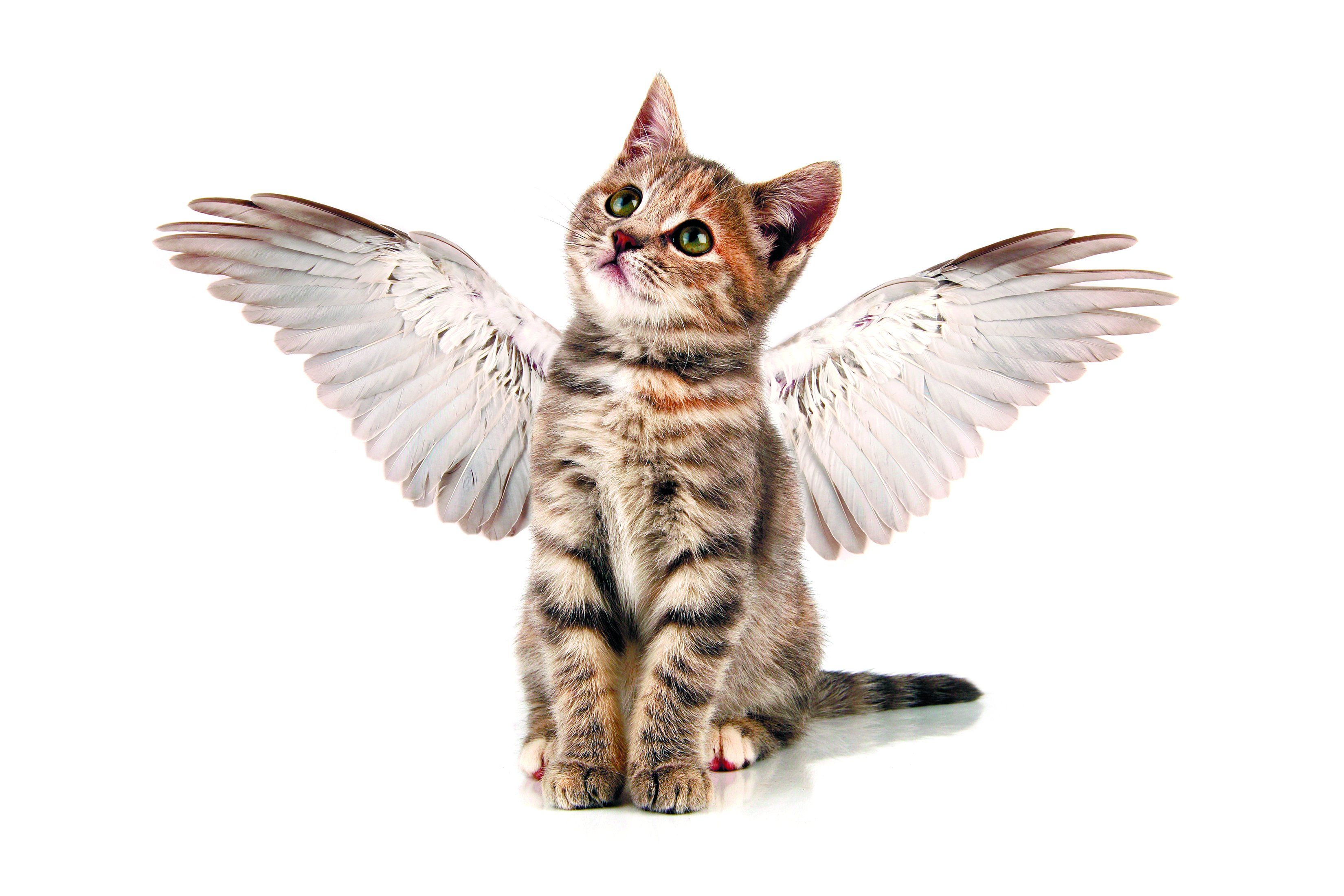 Cats Angels Kittens Wings White background Animals wallpaper