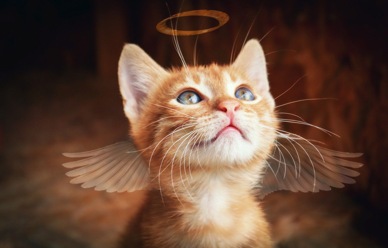 Cats With Wings Wallpapers - Wallpaper Cave