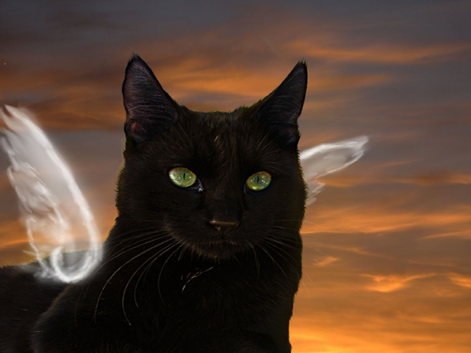 Angel Cat, angel, beautiful, black, black cat, cat, clouds, kitty, sky, wings 47198. Angel cat, Cats, Cat and cloud